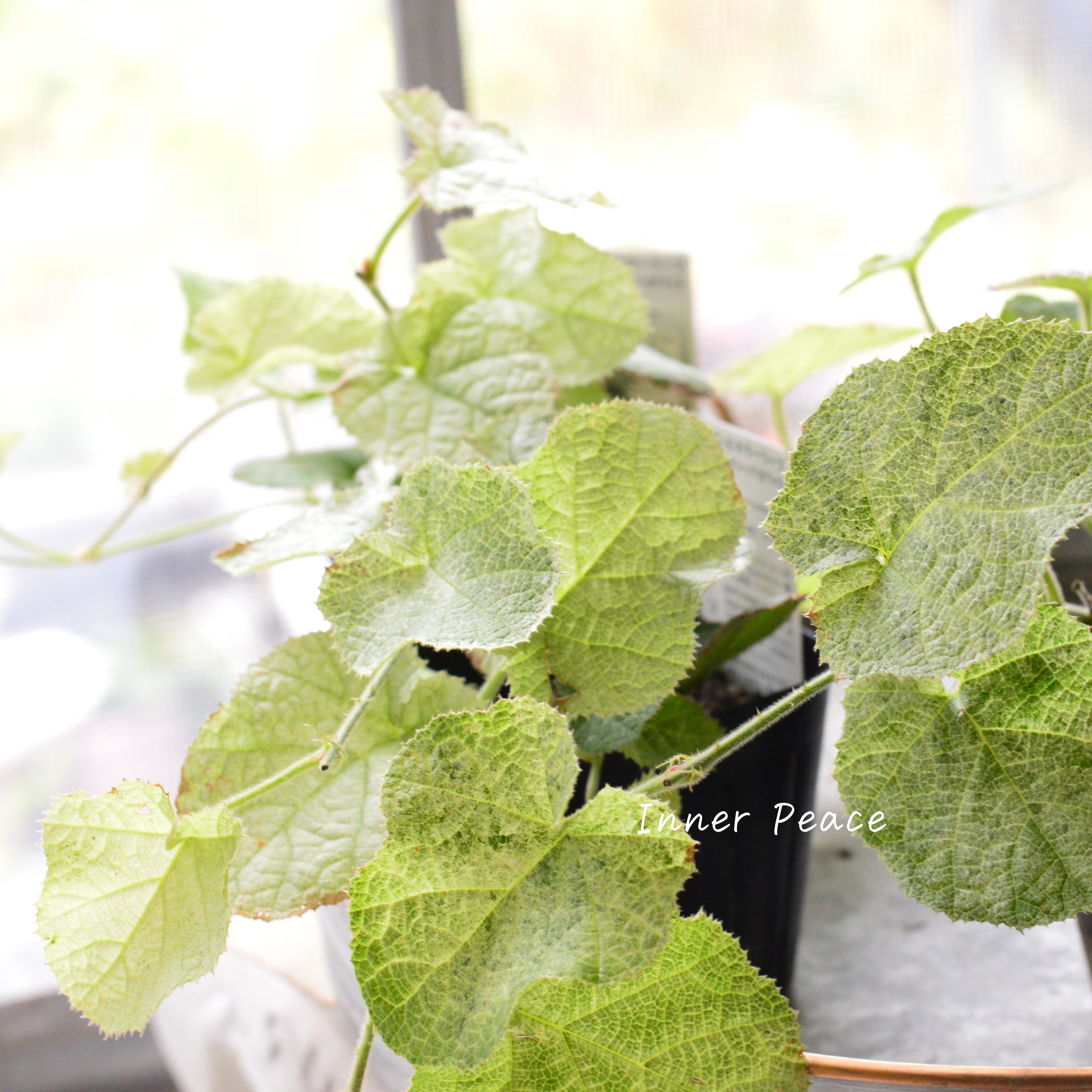 【オシャレ】 ルブス 『クラシックホワイト』 3寸POT