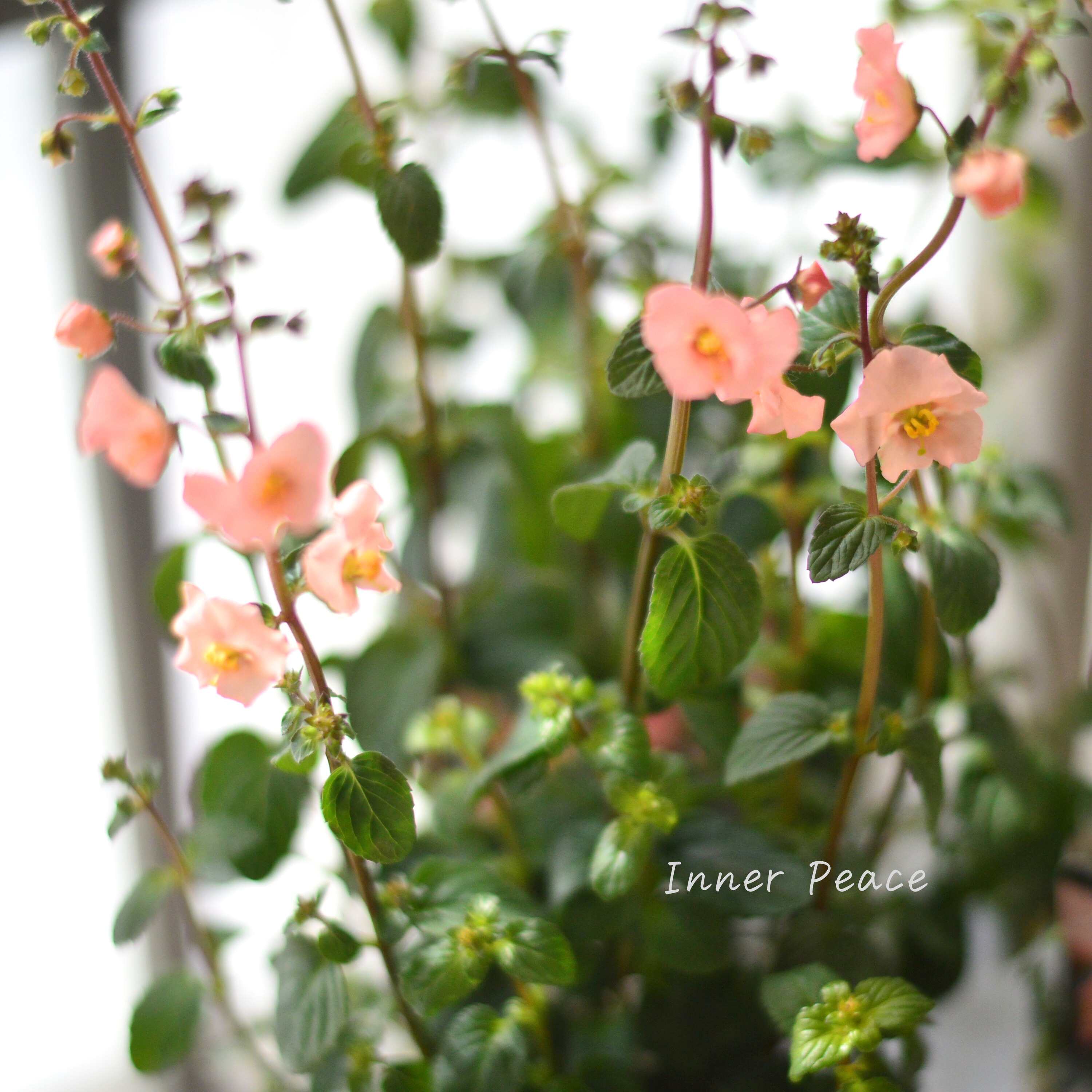 【開花期が長い】 アロンソア 『シェルピンク』 3寸ロングPOT