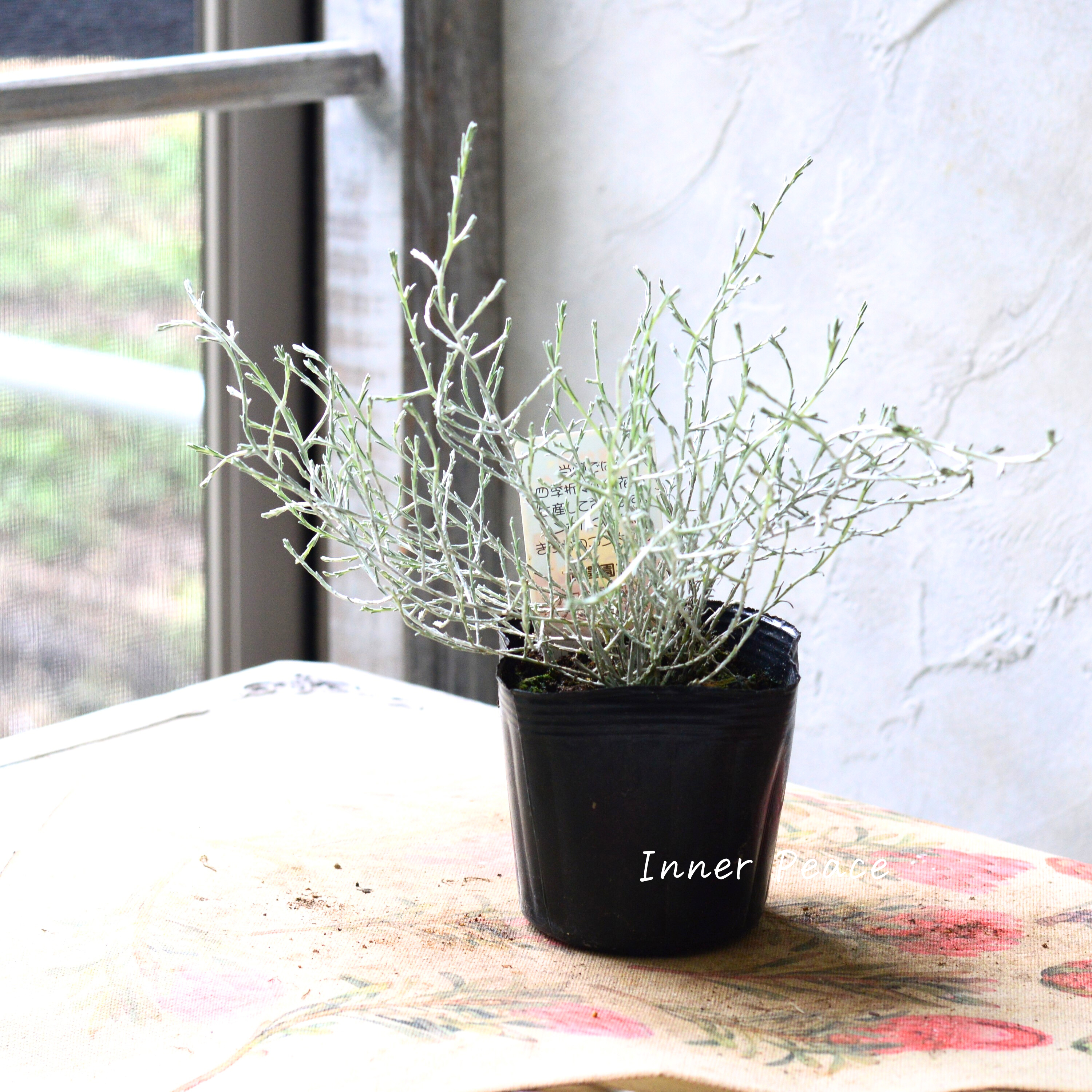 【寄せ植えに】 プラチーナ 3寸POT