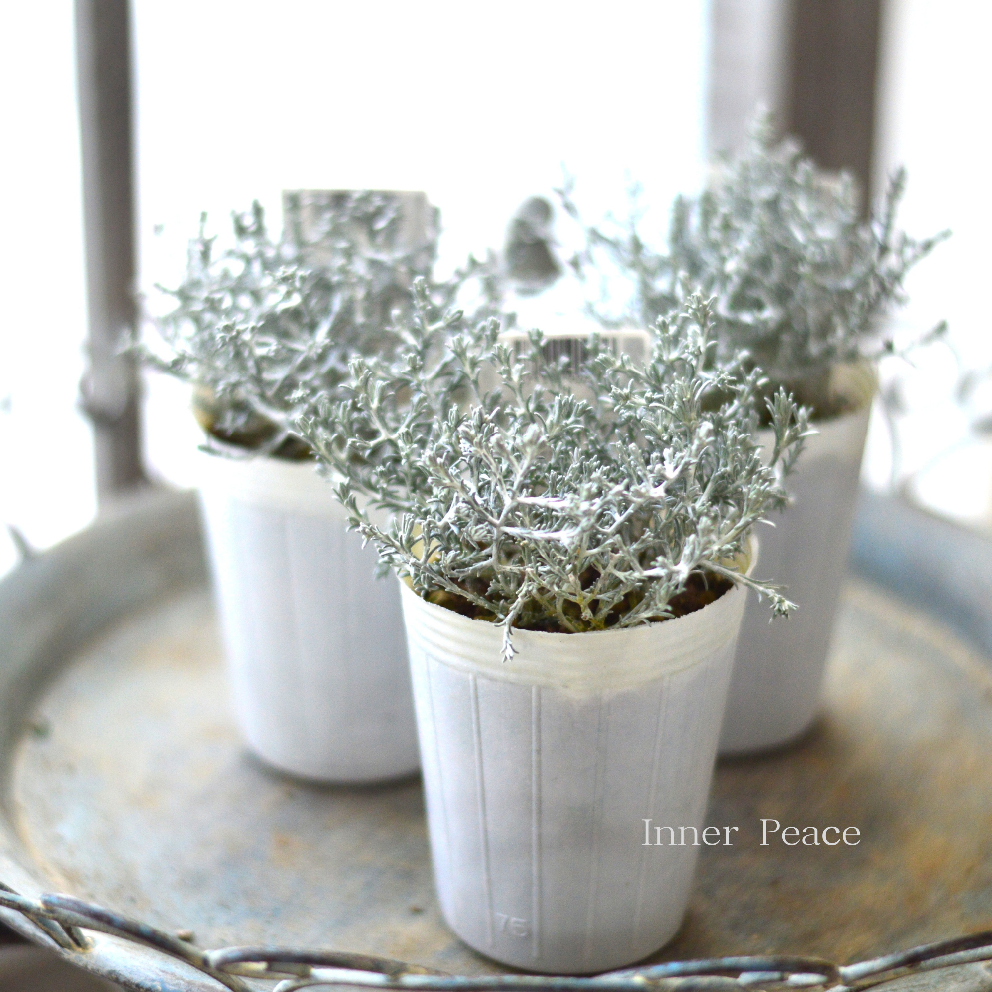 【寄せ植えに】 カロケファルス・プラチーナ 2.5寸~3寸POT