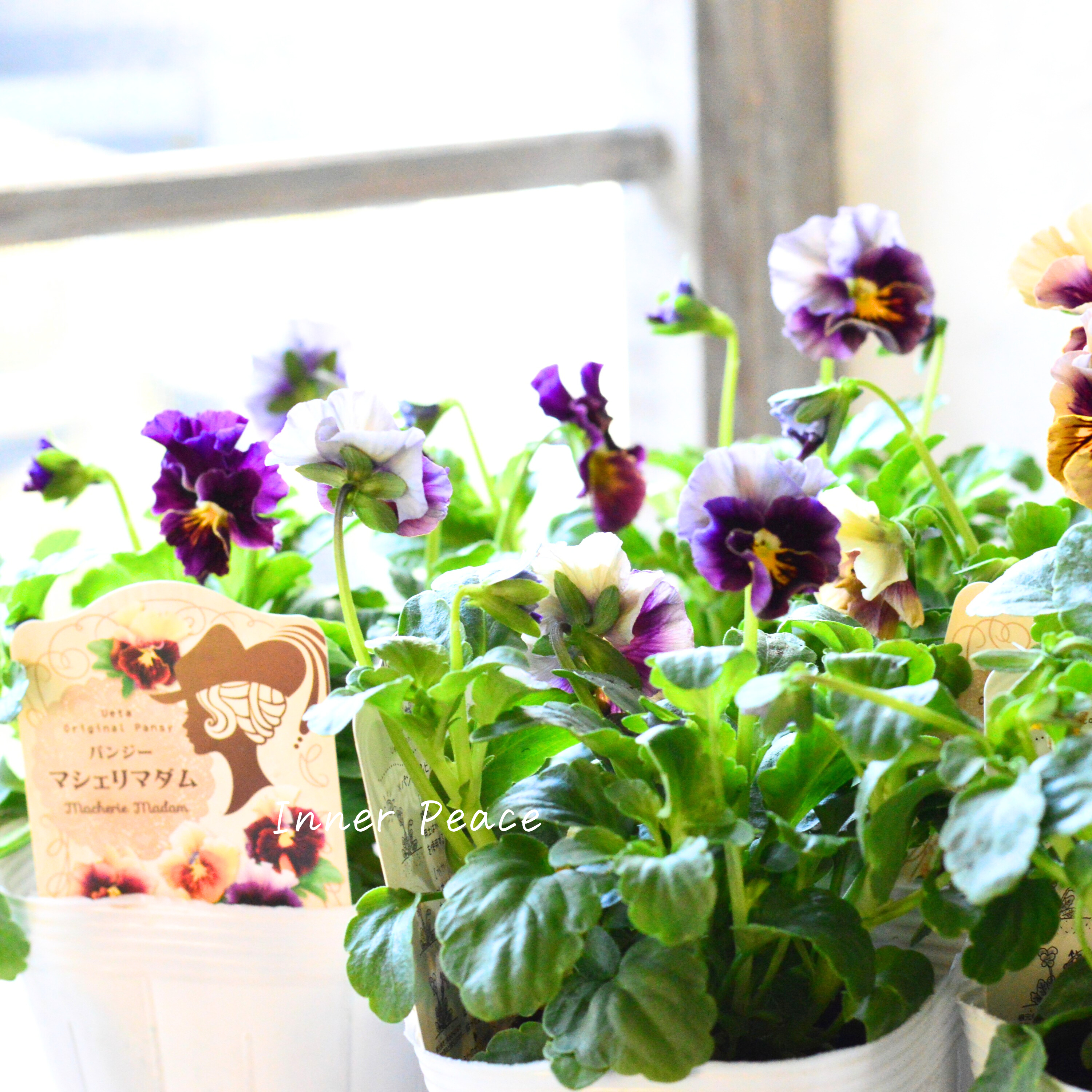 【うえたさん育種】 パンジー 『マシェリマダム』 3.5寸POT