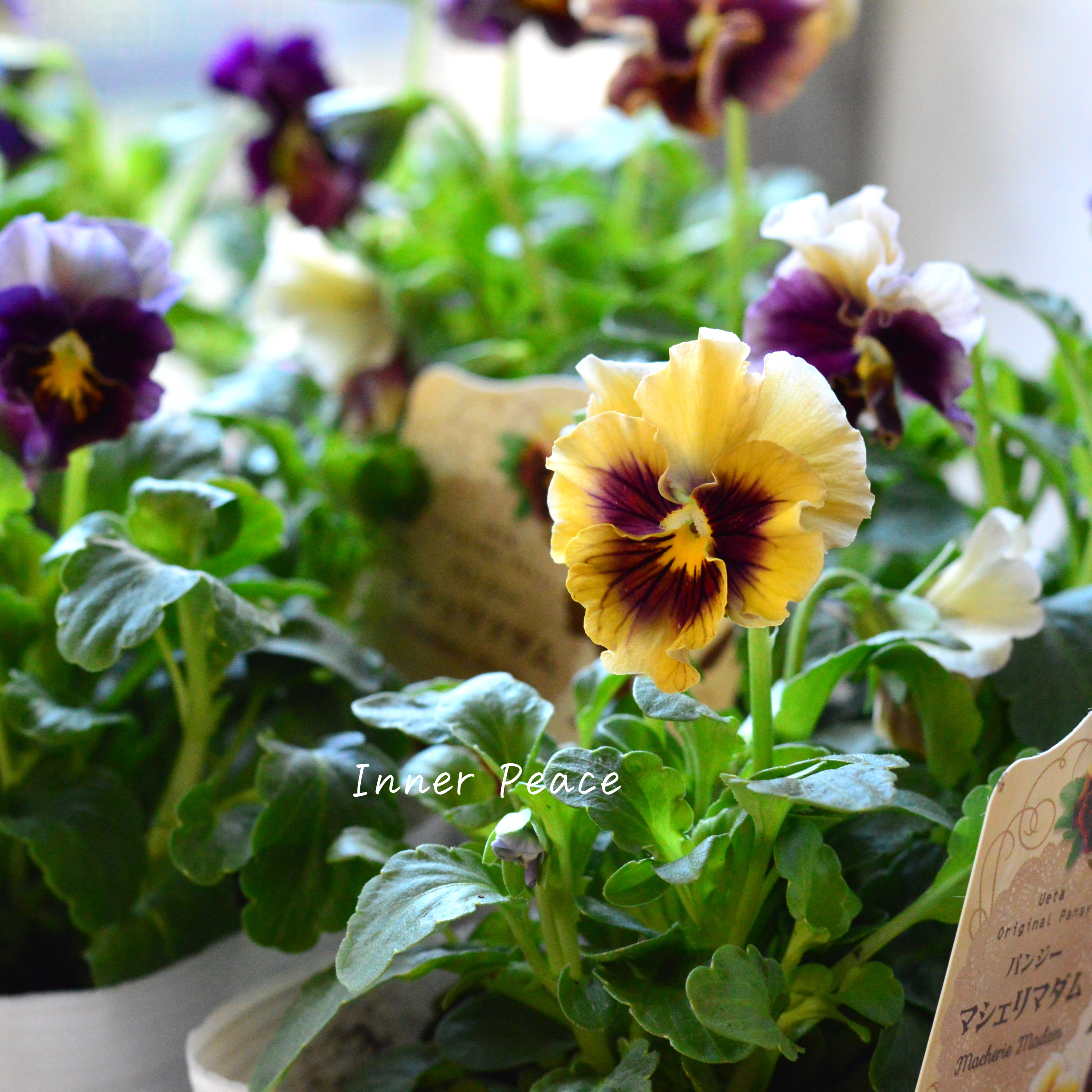 【うえたさん育種】 パンジー 『マシェリマダム』 3.5寸POT