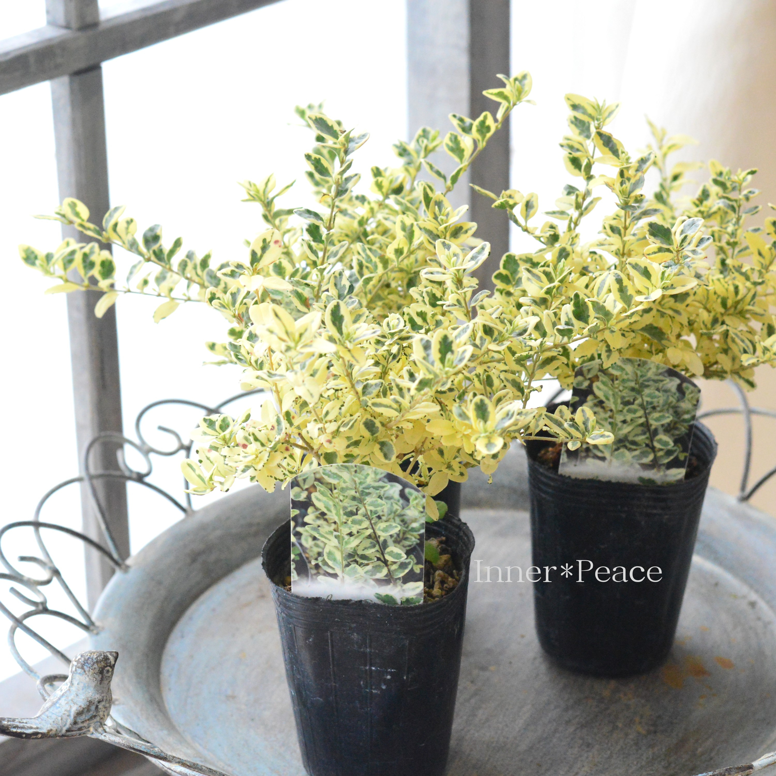 【斑入り】 プリペット 『カスタードリップル』 2.5寸POT