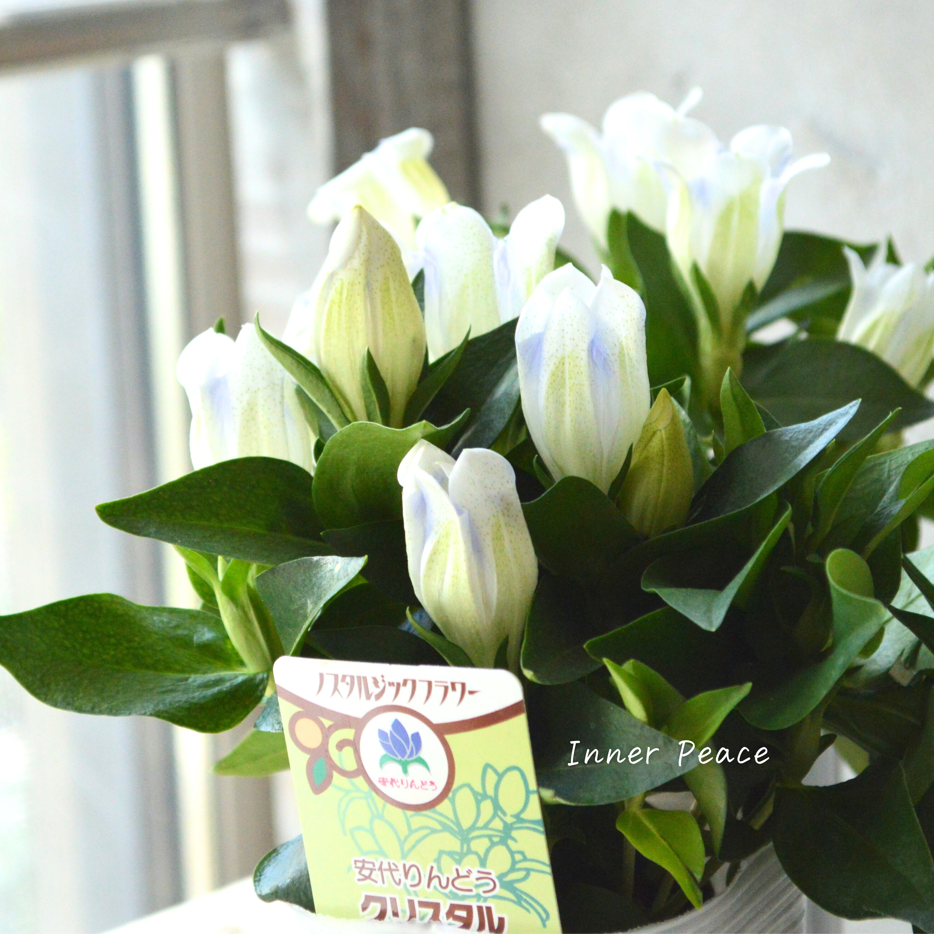 【宿根】 リンドウ 『クリスタルアシロ』 3寸POT