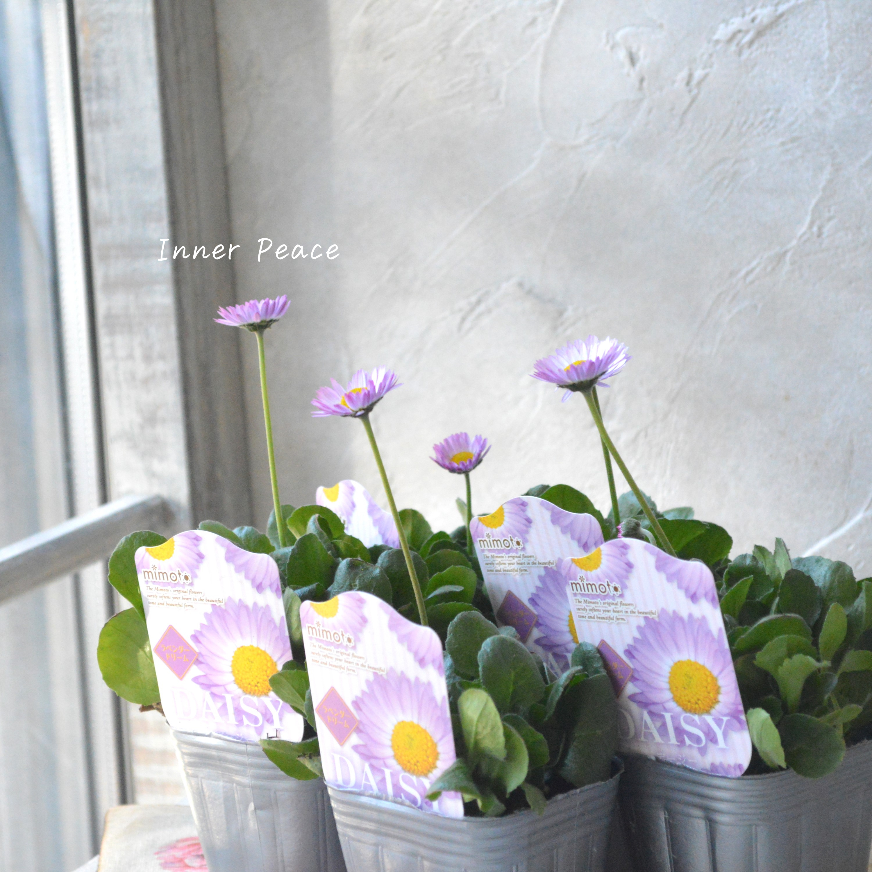 【見元園芸さん】 デージー 『ラベンダードリーム』 3寸POT