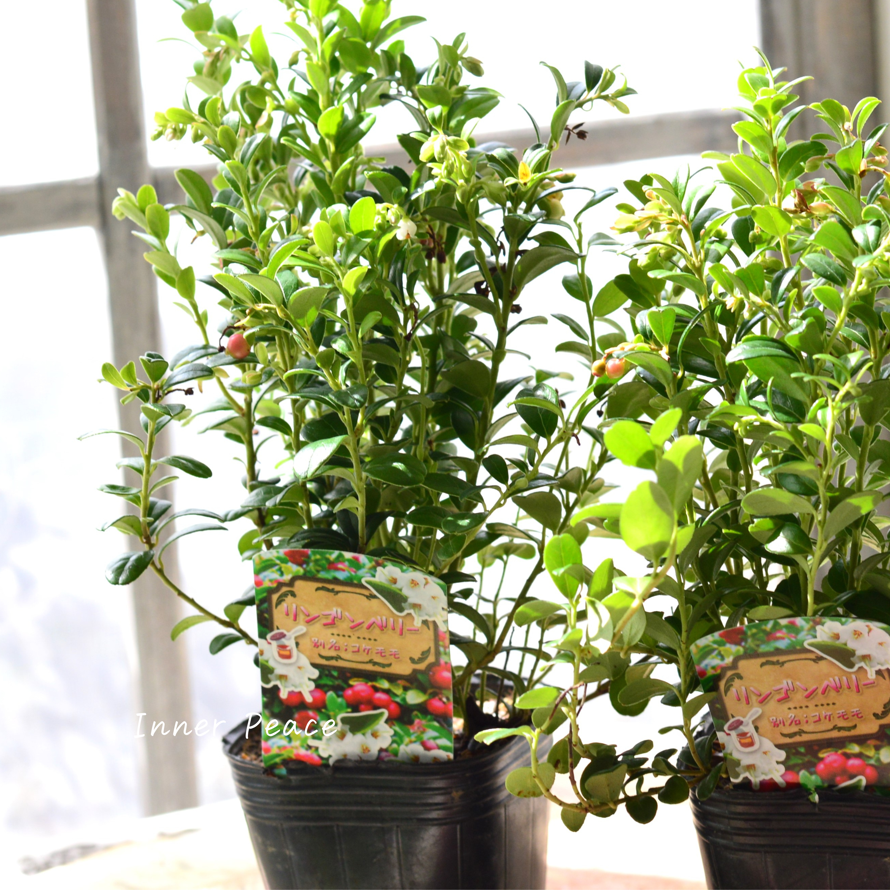 【寒さに強い】 リンゴンベリー 3~3.5寸POT