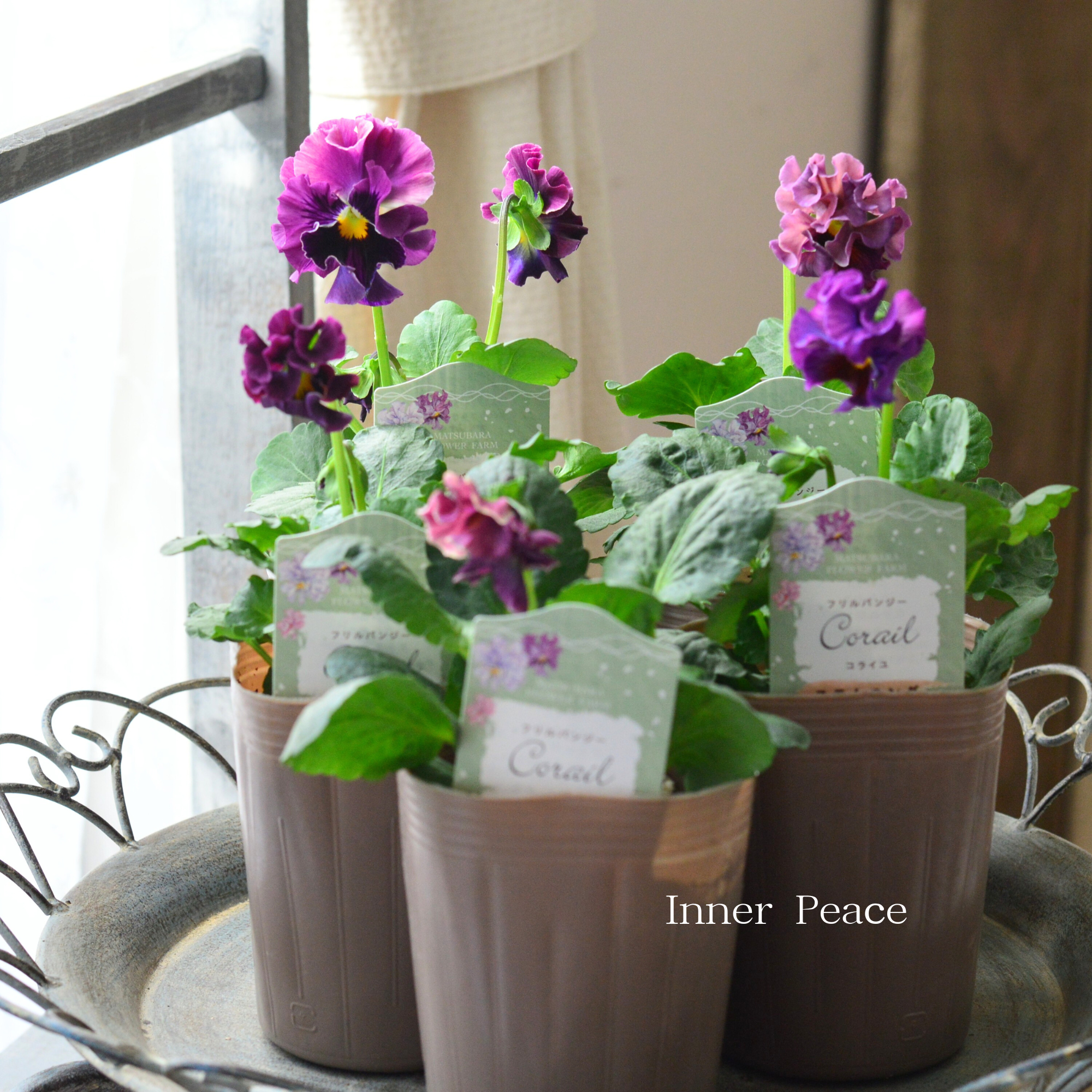 素敵】 パンジー 『コライユ・ステムロング ワイン系』 3寸ロングPOT