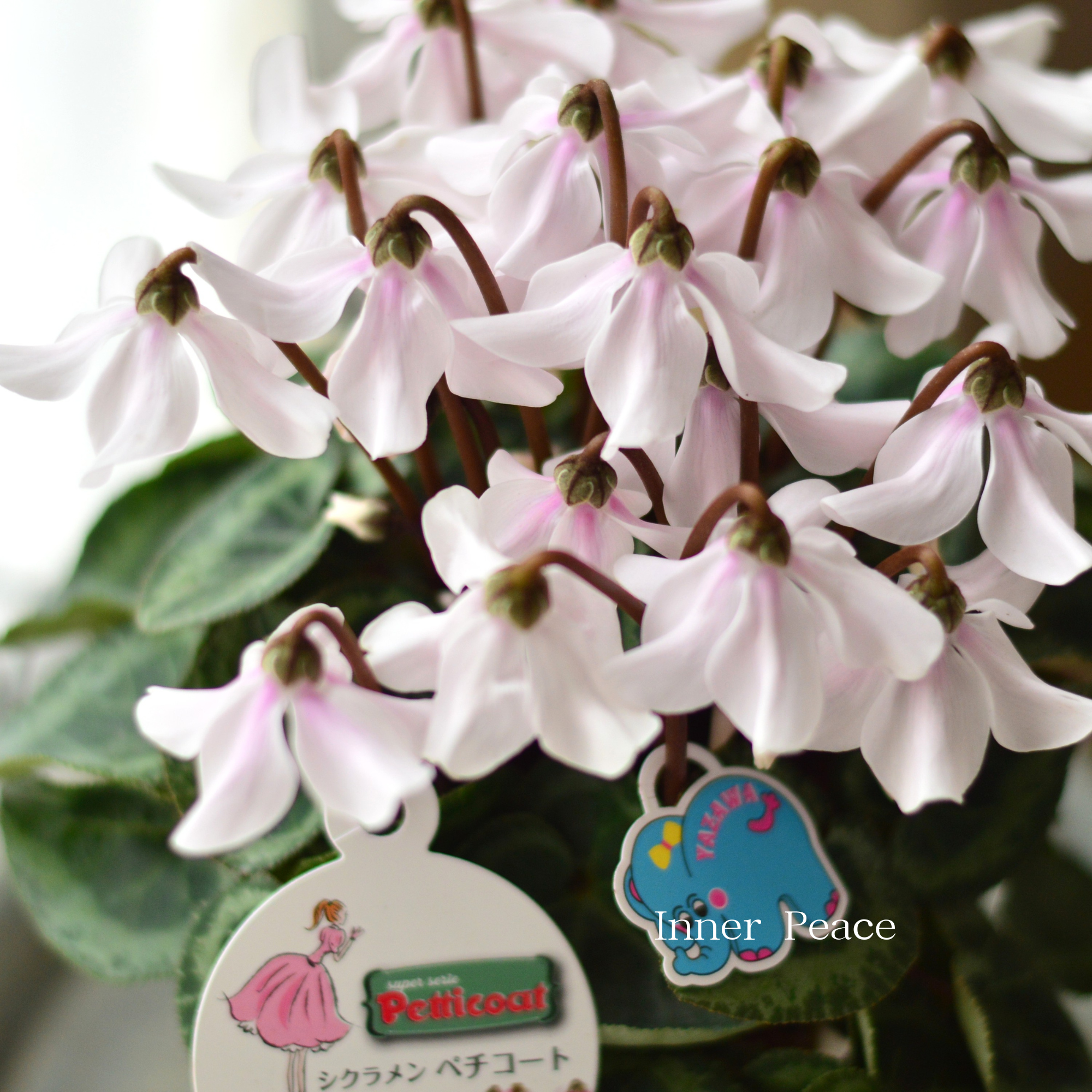 【希少】 シクラメン 『ペチコート』 4寸プラ鉢