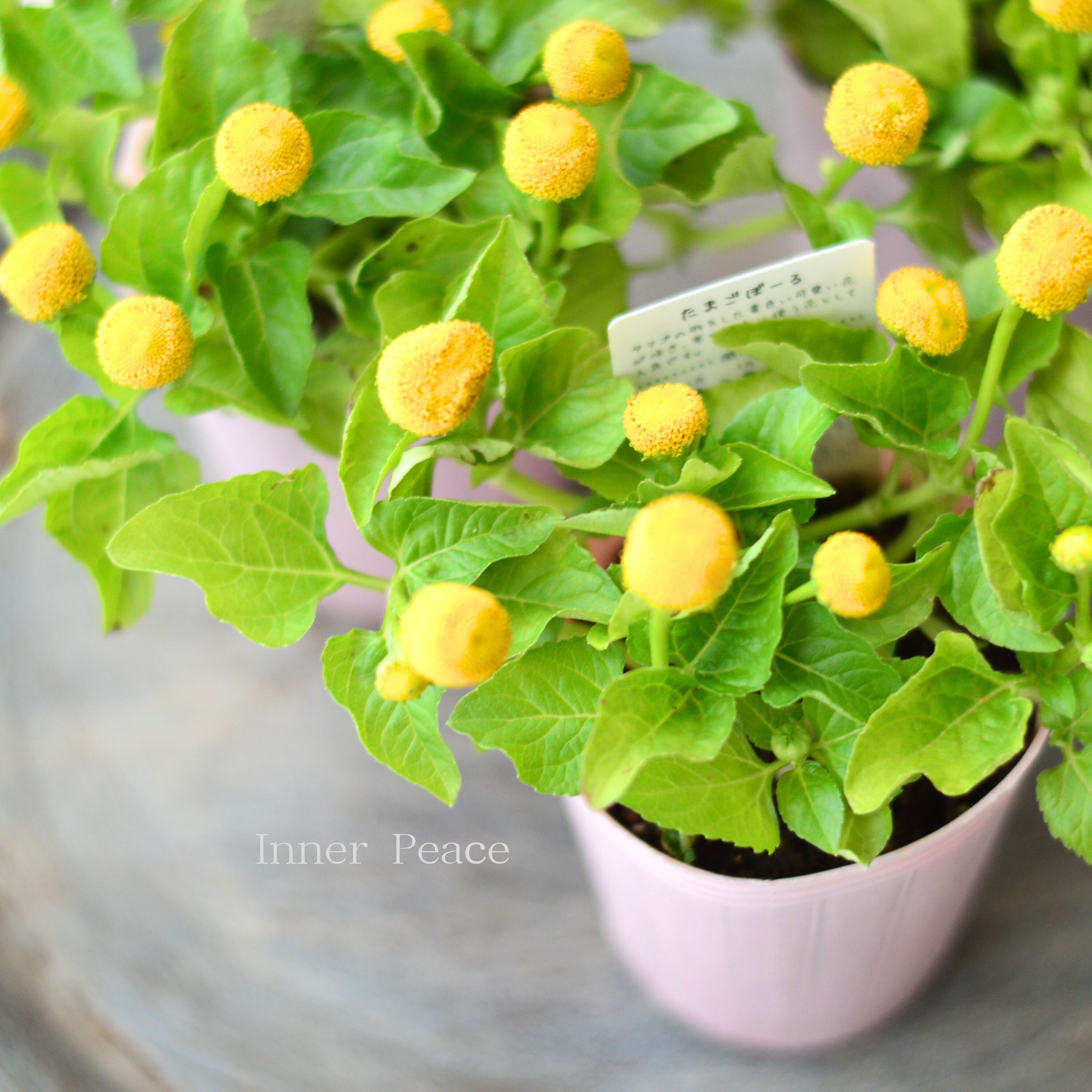 【開花期が長い】 スピランサス 『たまごボール』 2.5寸POT