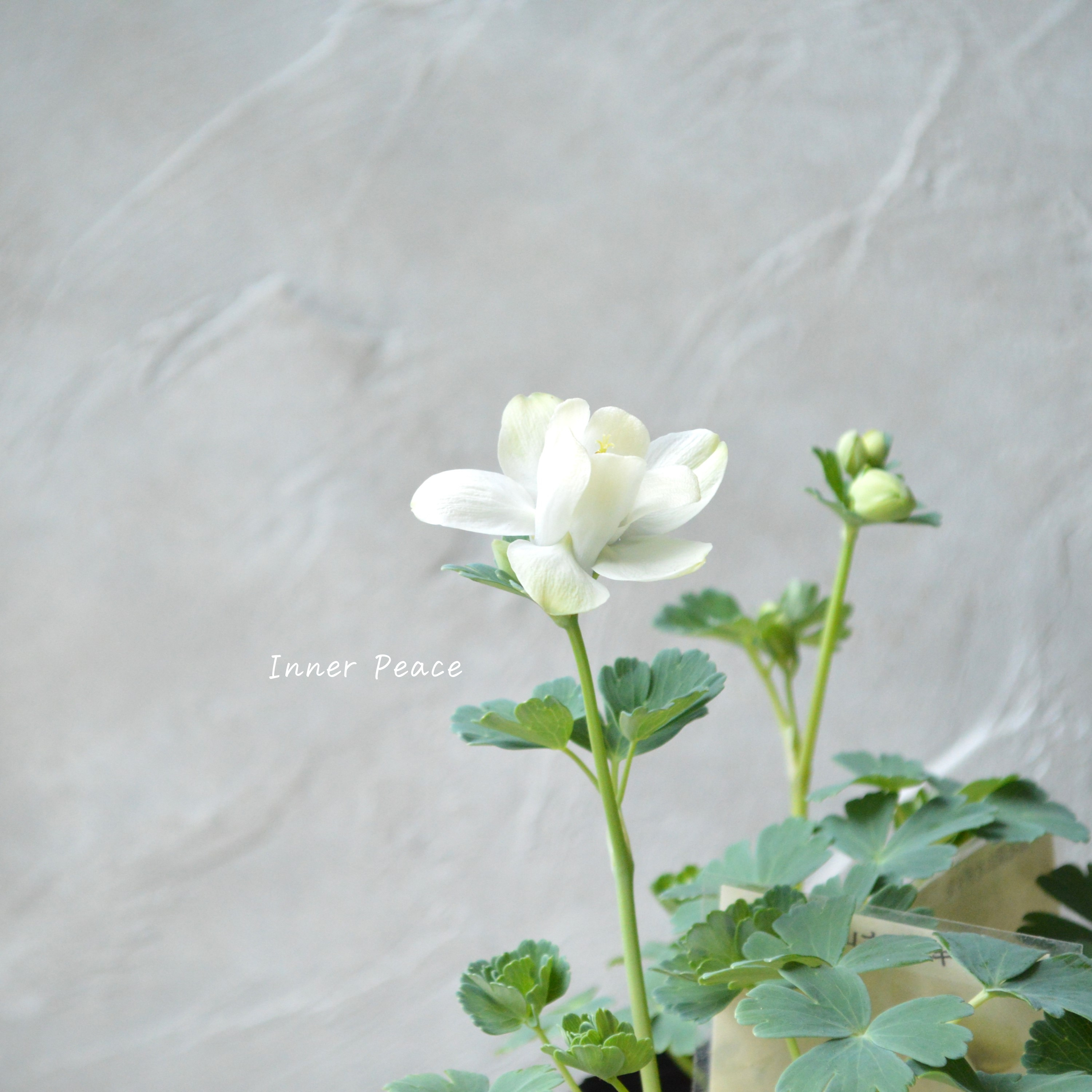 【美しい】 深山オダマキ 『白花』 3寸POT