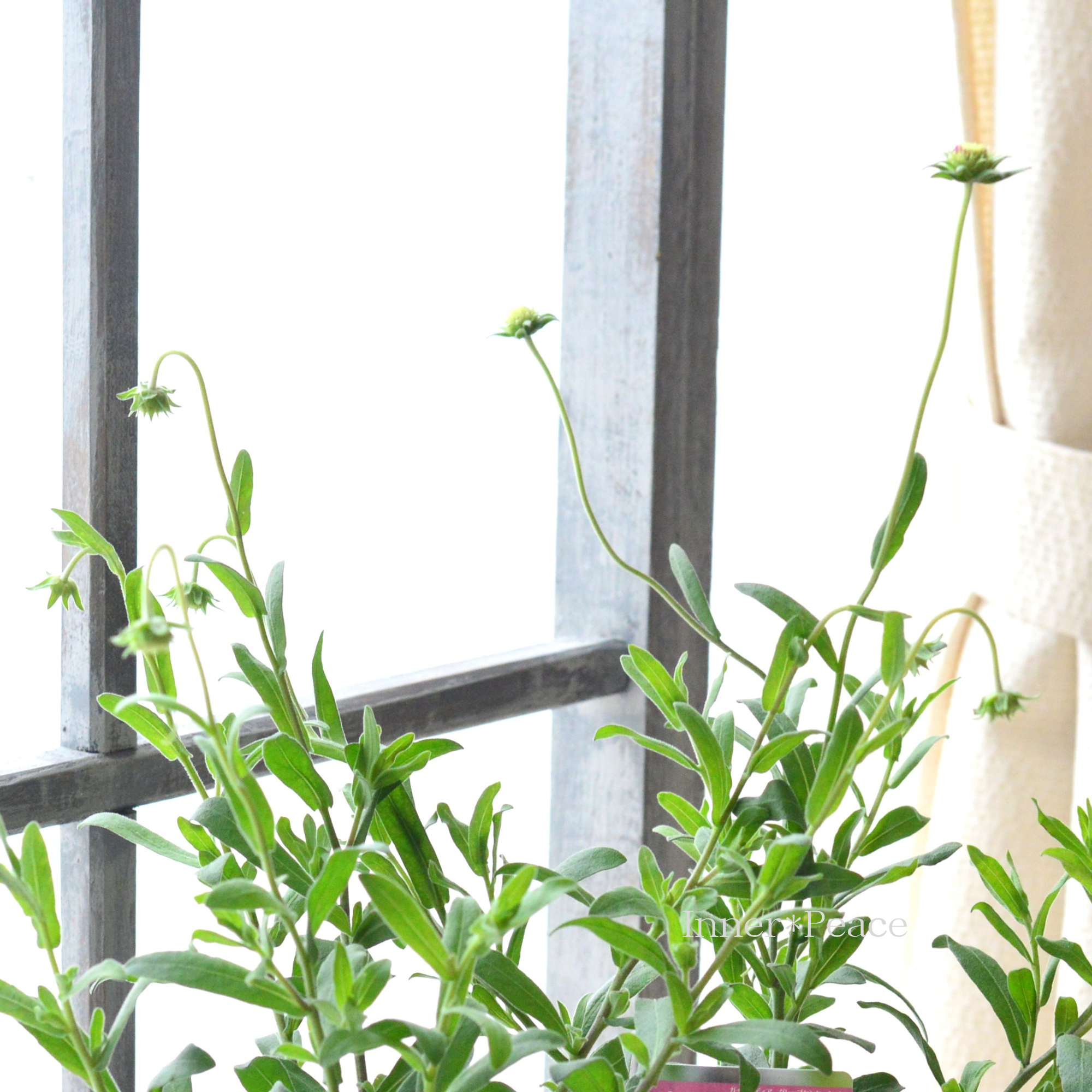 【人気】 ガイラルディア 『グレープセンセーション』 3寸ロングPOT