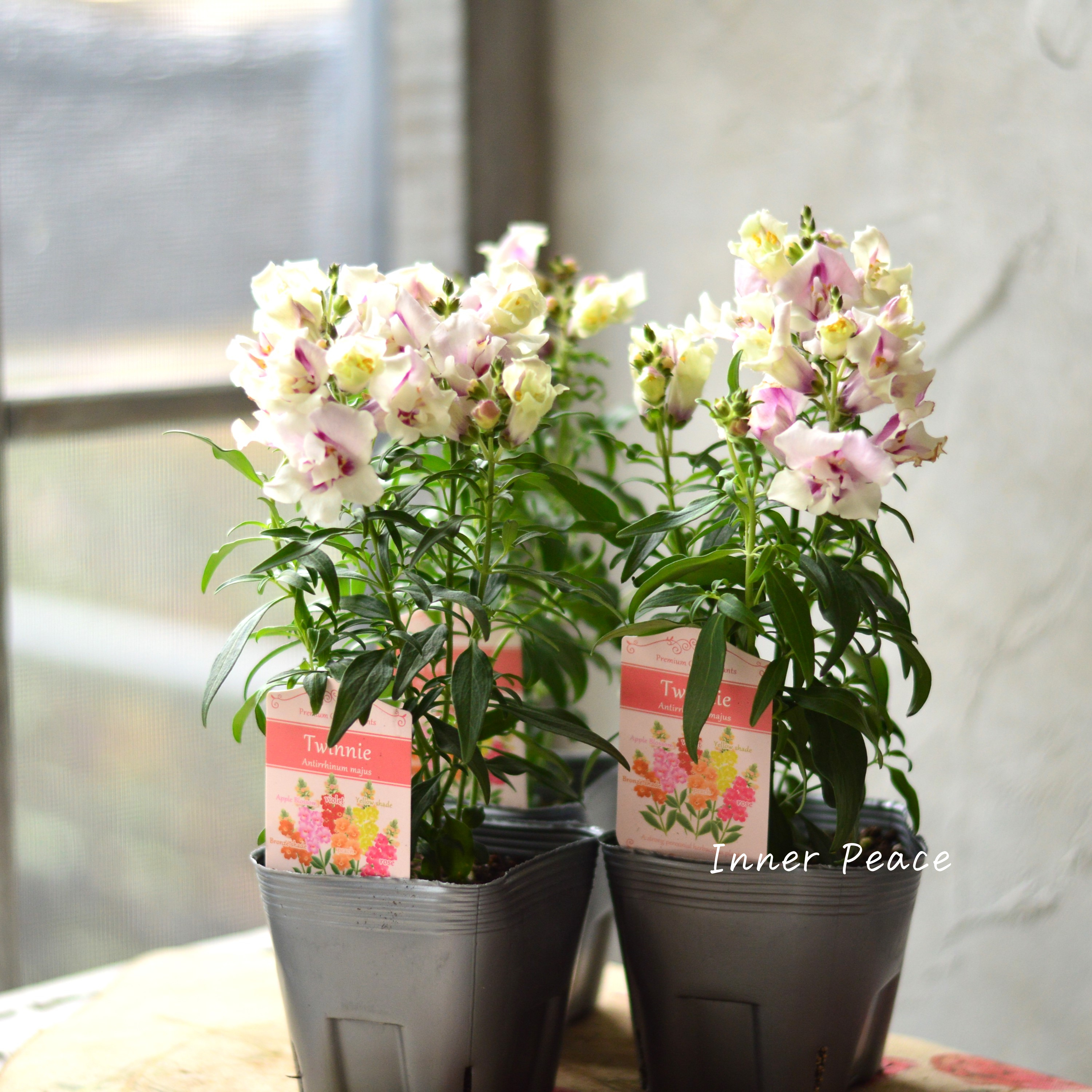 【かわいい】 キンギョソウ・トゥイニー 『オーキッド』 3寸ロングPOT