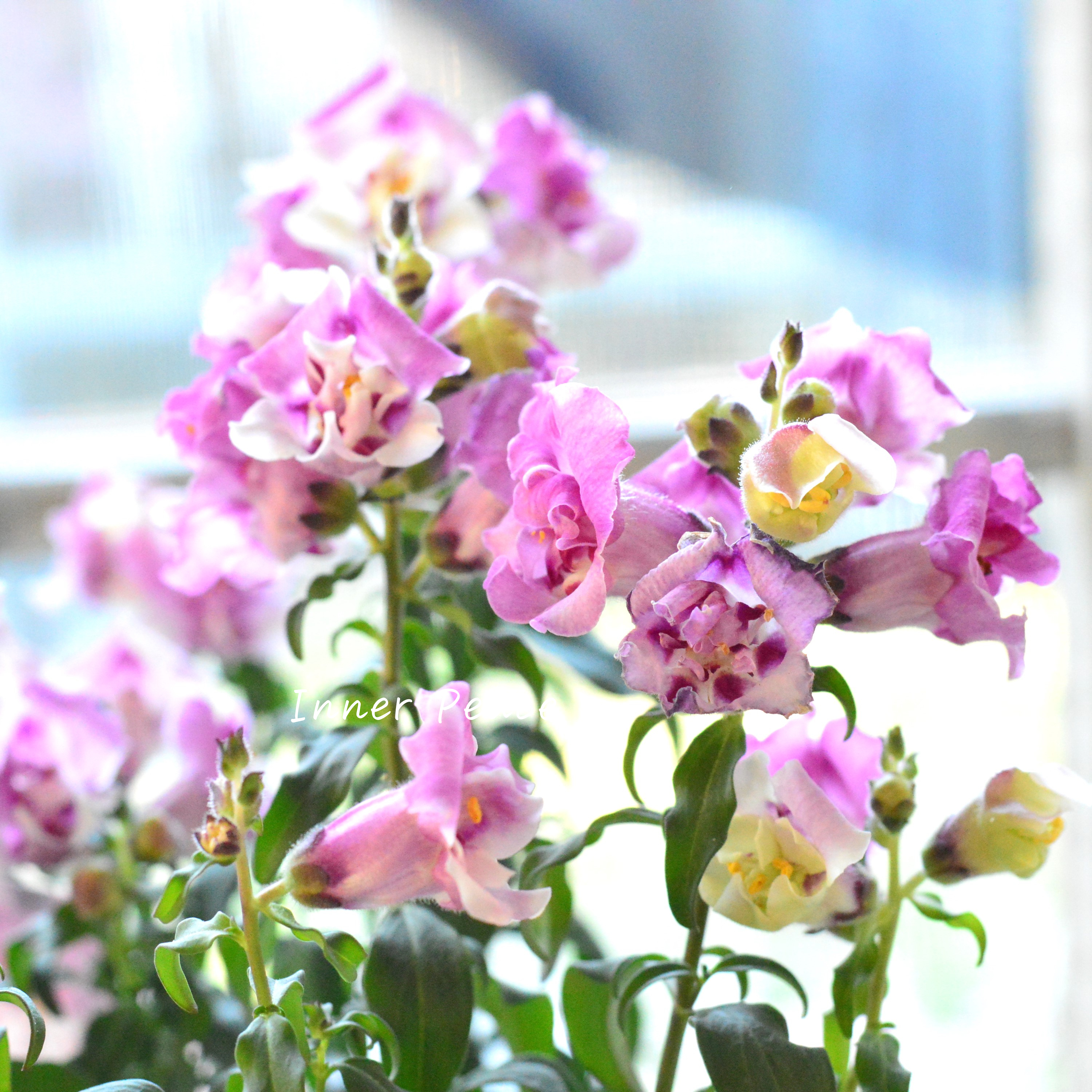 【かわいい】奥田さん生産の キンギョソウ・トゥイニー 『オーキッド』 3寸ロングPOT