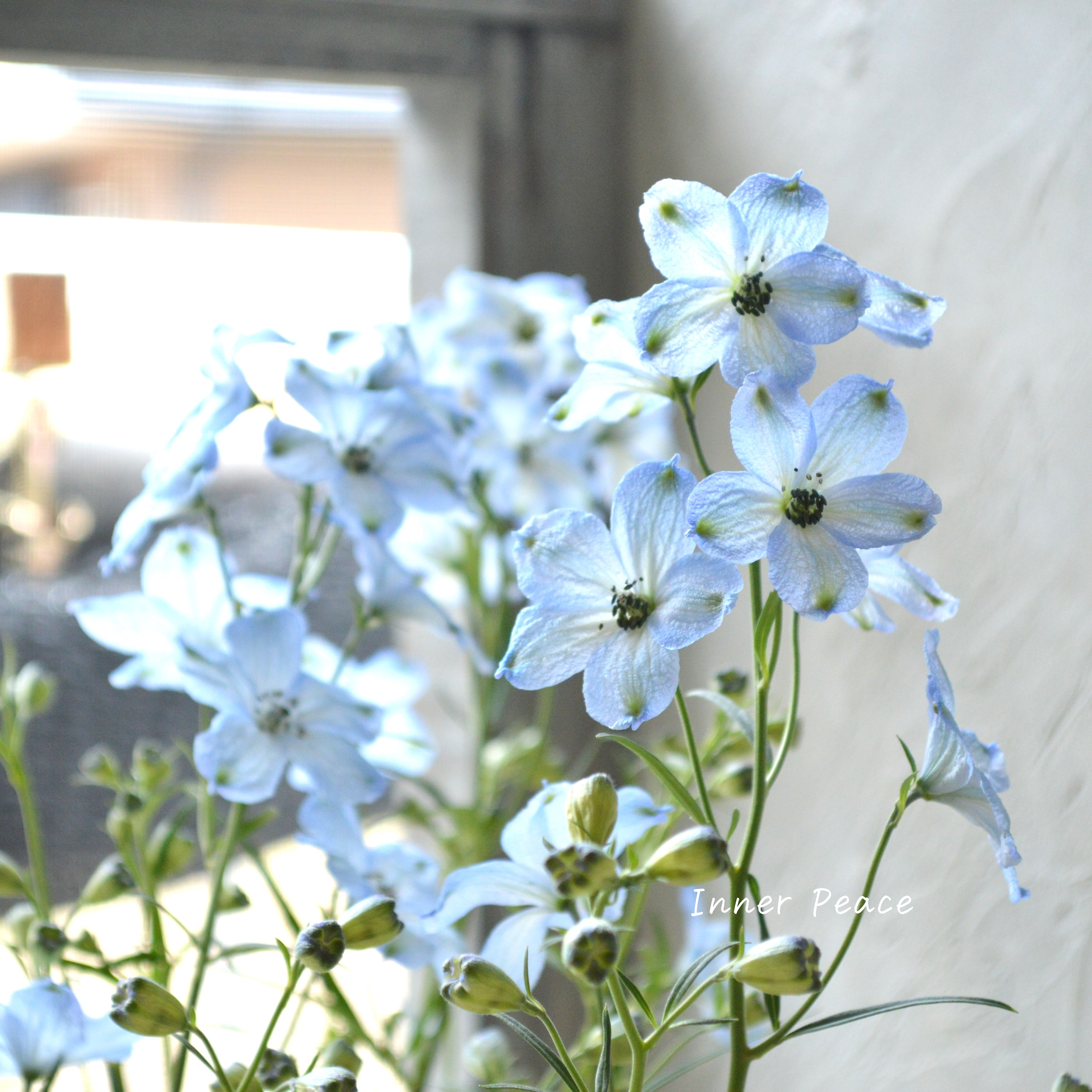 【美しい】 デルフィニウム 『チアライトブルー』 3寸ロングPOT