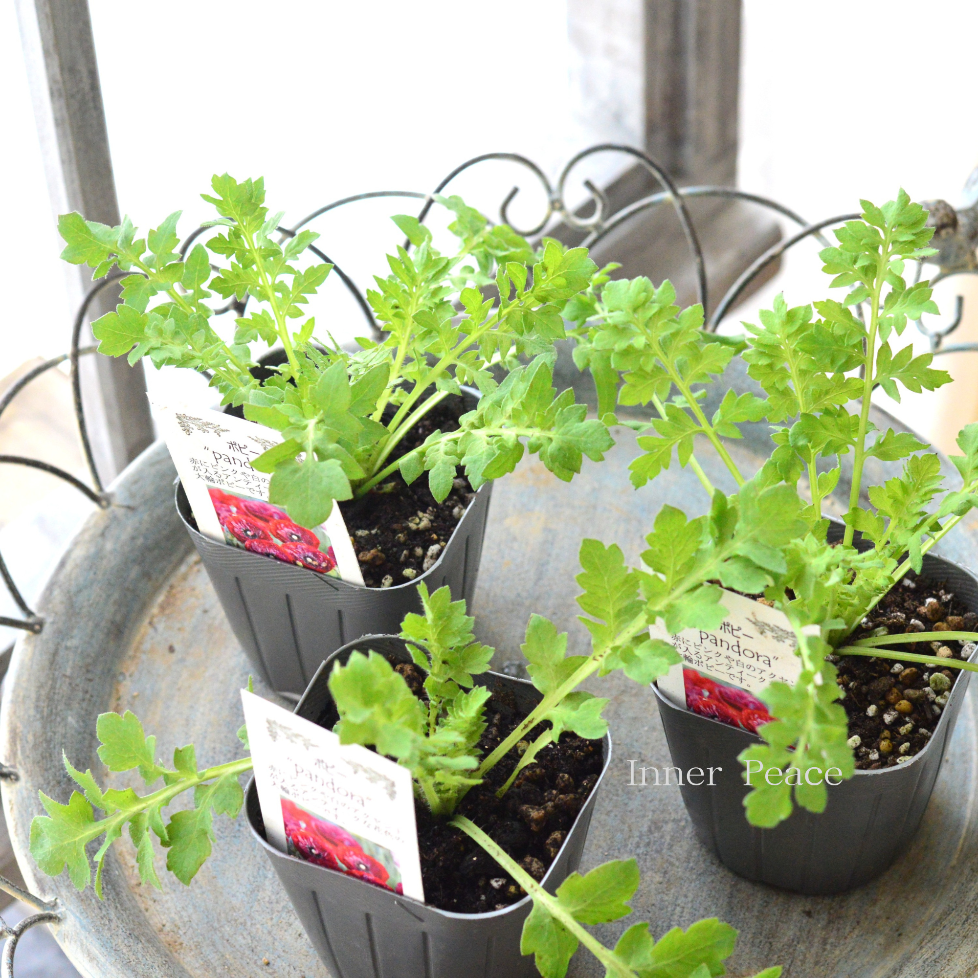 【シック】 ポピー 『パンドラ』 植え込み用 3寸POT