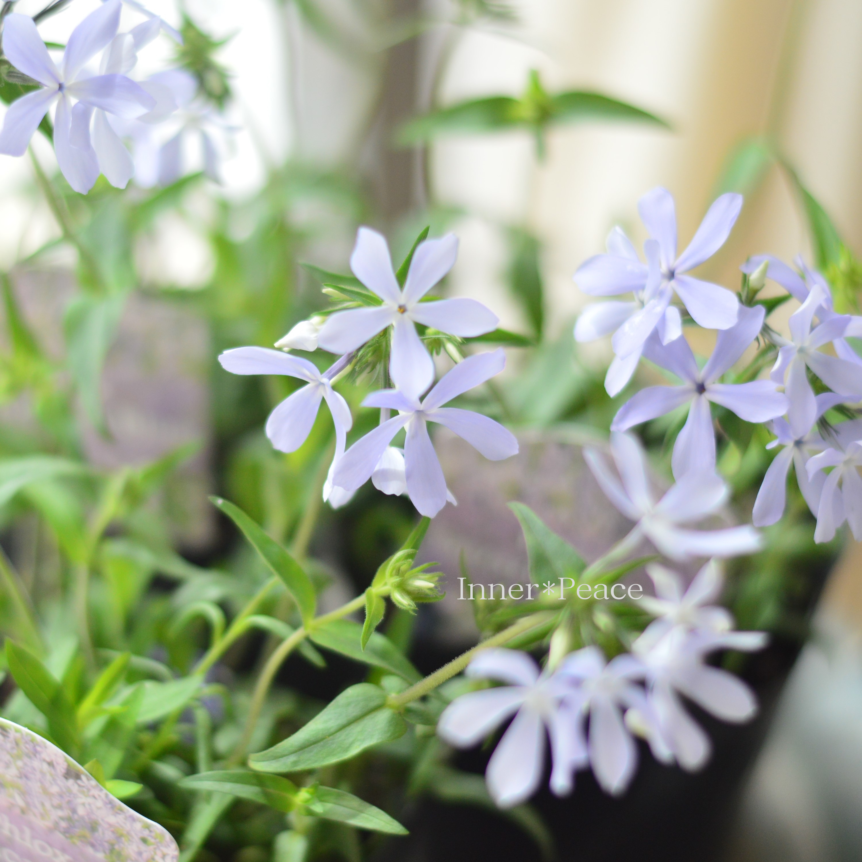 【宿根草】 フロックス 『ディバリガータ・ブルーパフューム』 3寸POT