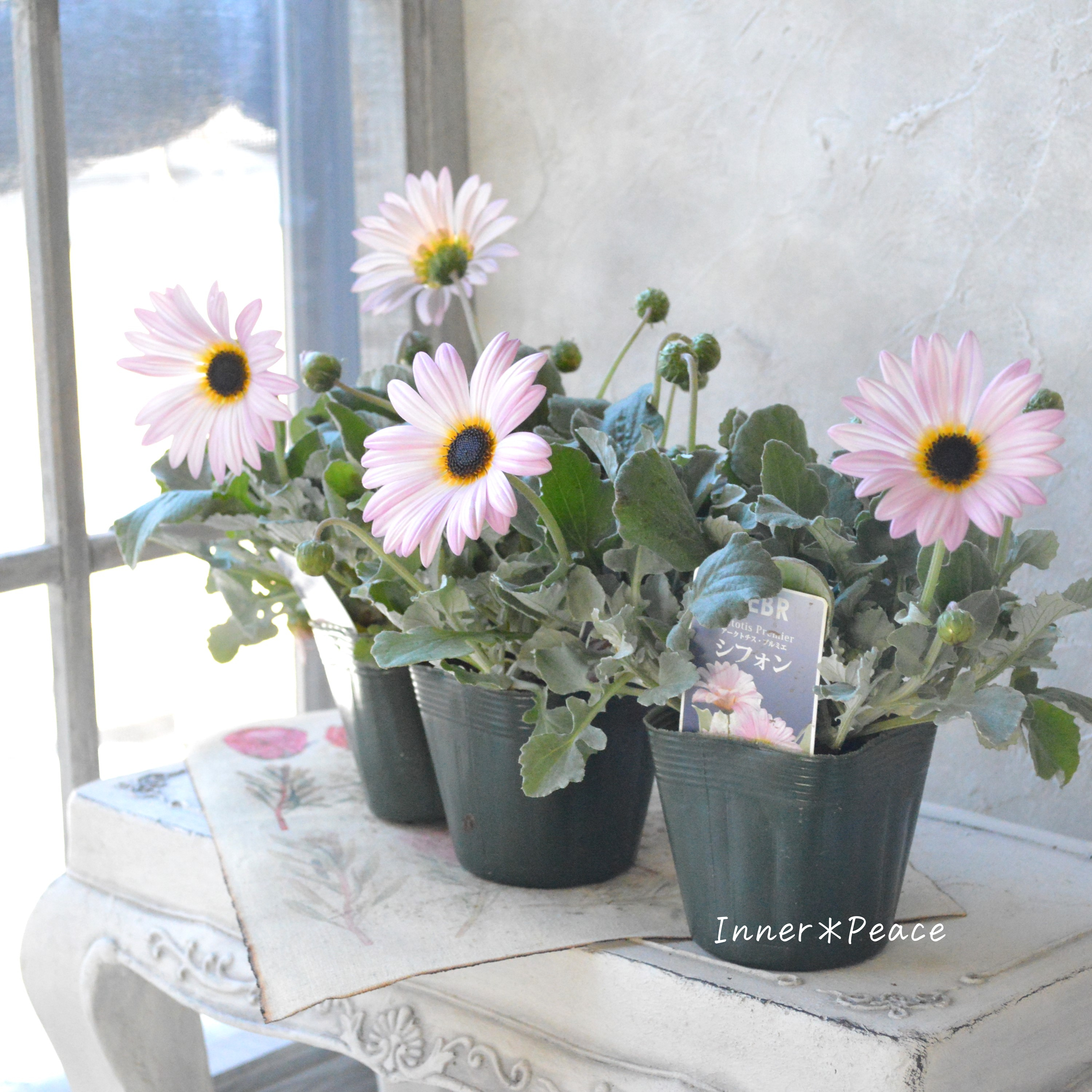 【ゲブラさん】 アークトチス 『プルミエシフォン』 3.5寸POT