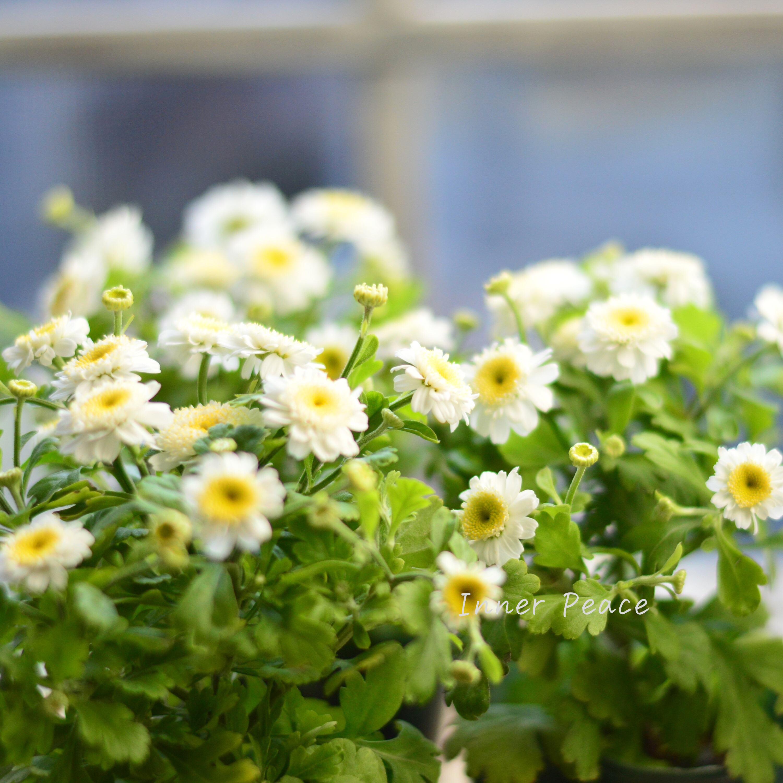 【かわいい】 マトリカリア 3寸POT