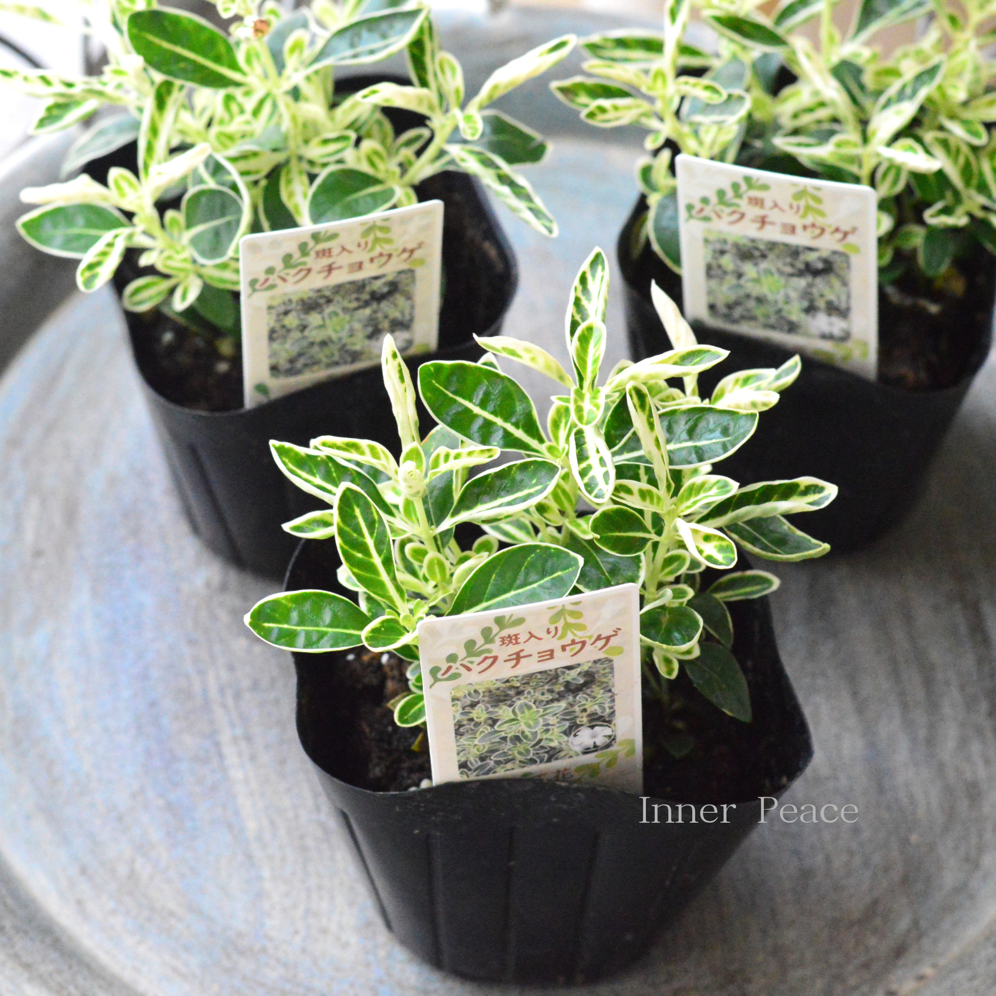 【寄せ植えに】 斑入りハクチョウゲ 3寸POT