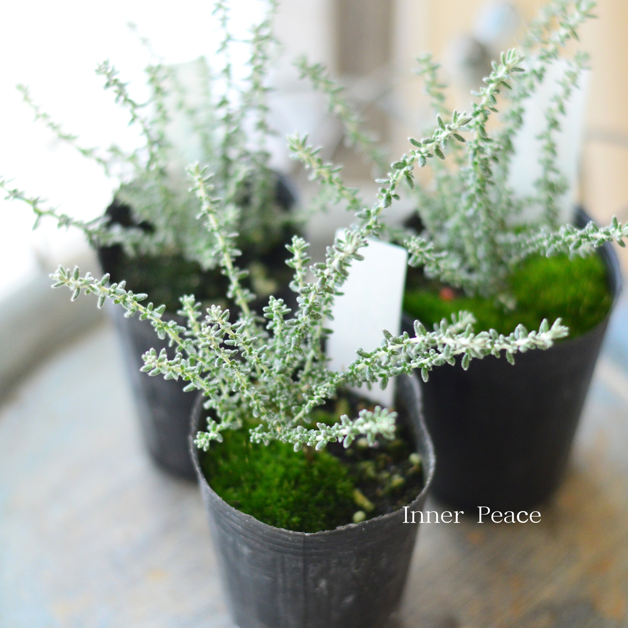 【寄せ植えに】 オレアリア 『アフィン』 2.5寸~3寸POT