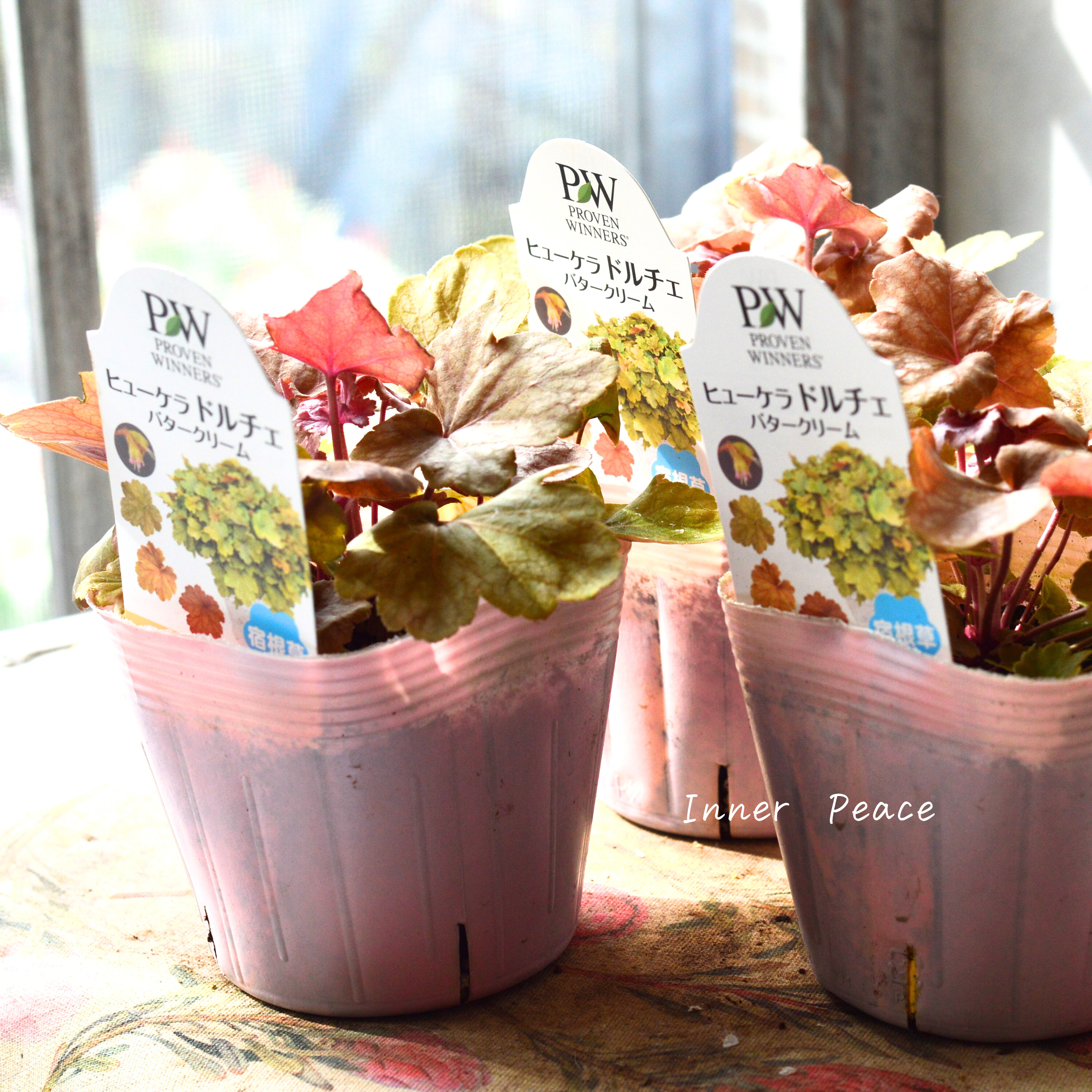 【PW】 ヒューケラ ドルチェ 『バタークリーム』 3.5寸POT