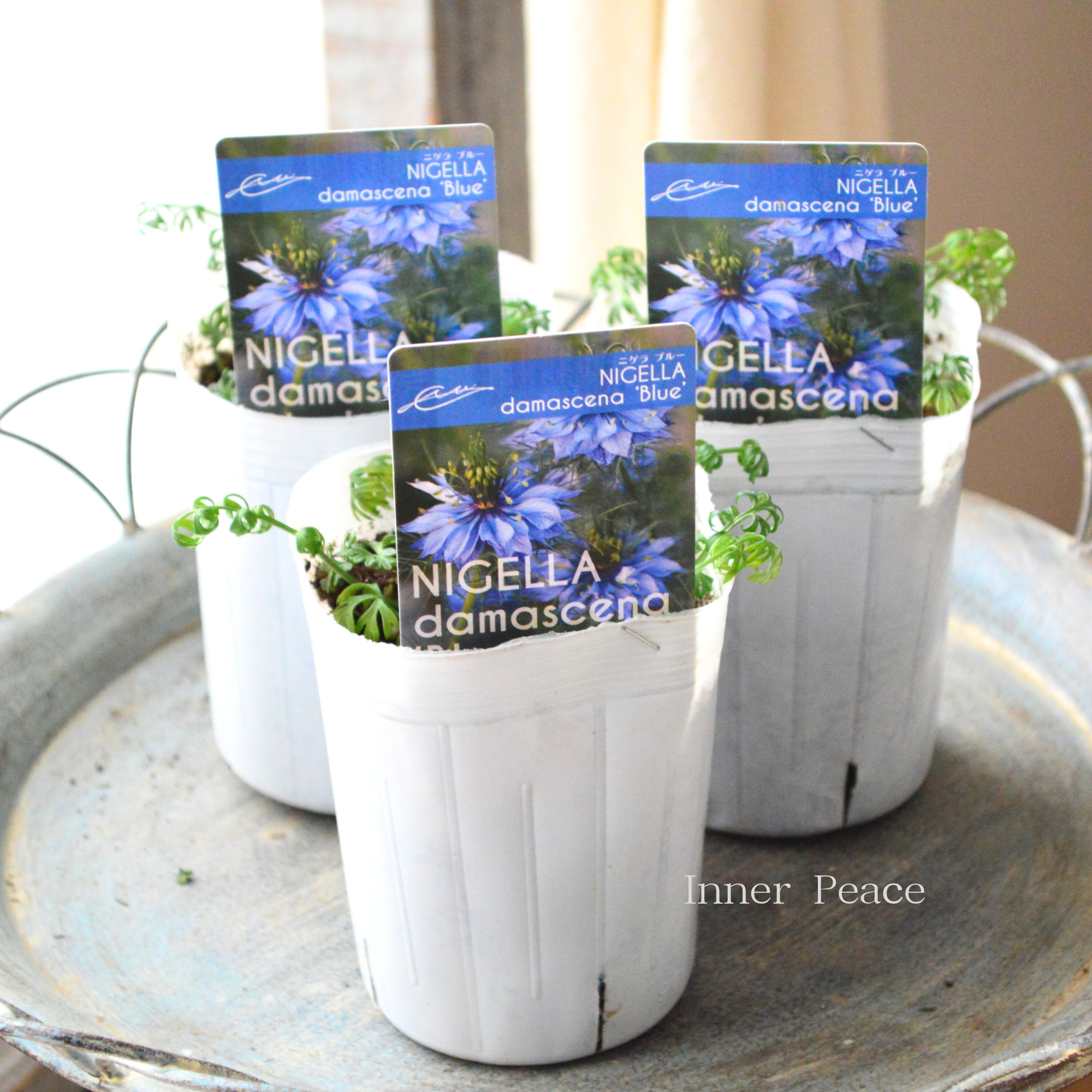 【オシャレ】 ニゲラ 『ブルー』植え込み用 3寸POT