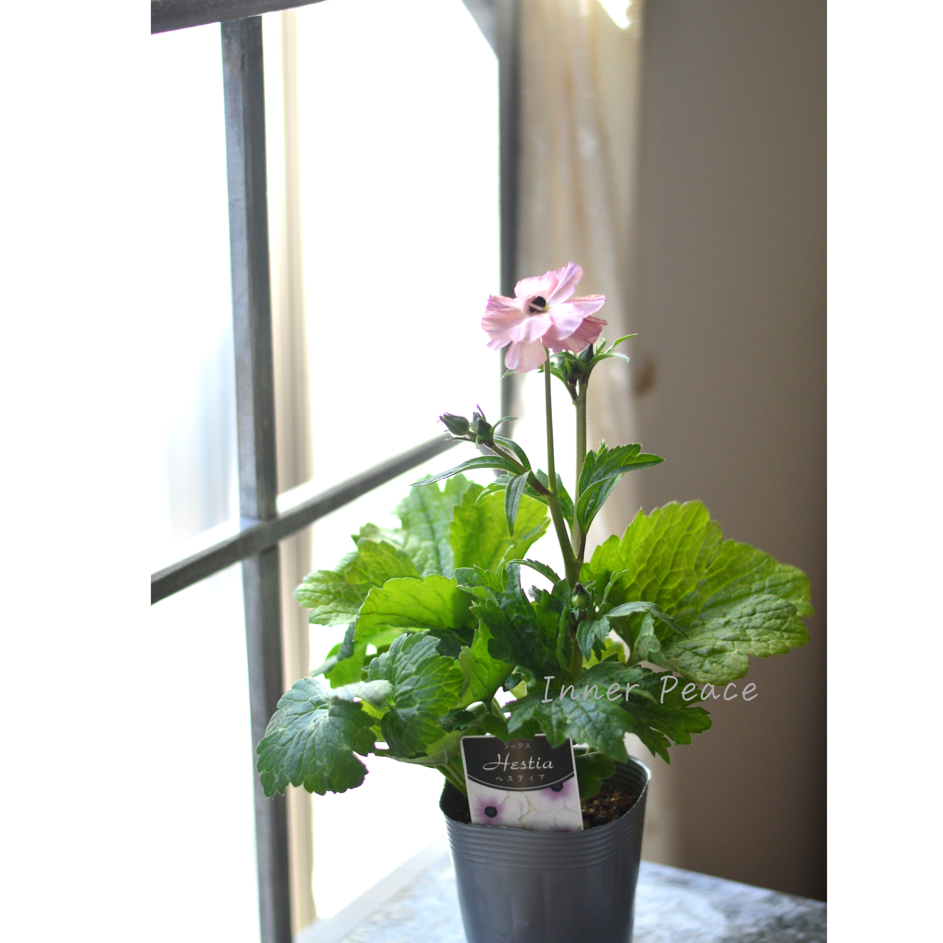 【美しい】 ラナンキュラス・ラックス 『ヘスティア』 4寸POT