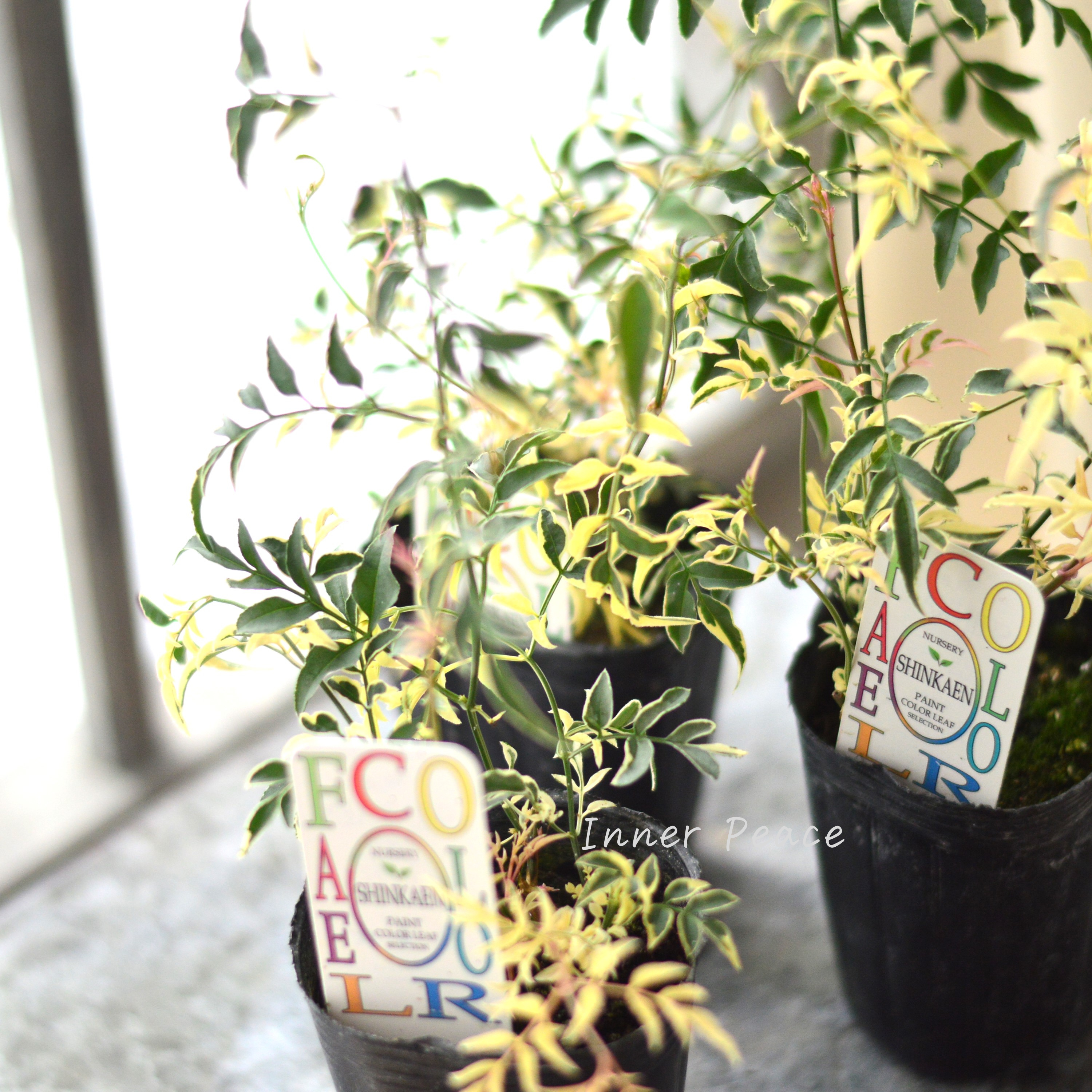 【斑入り】 ハゴロモジャスミン『ミルキーウェイ』 2.5寸~3寸POT