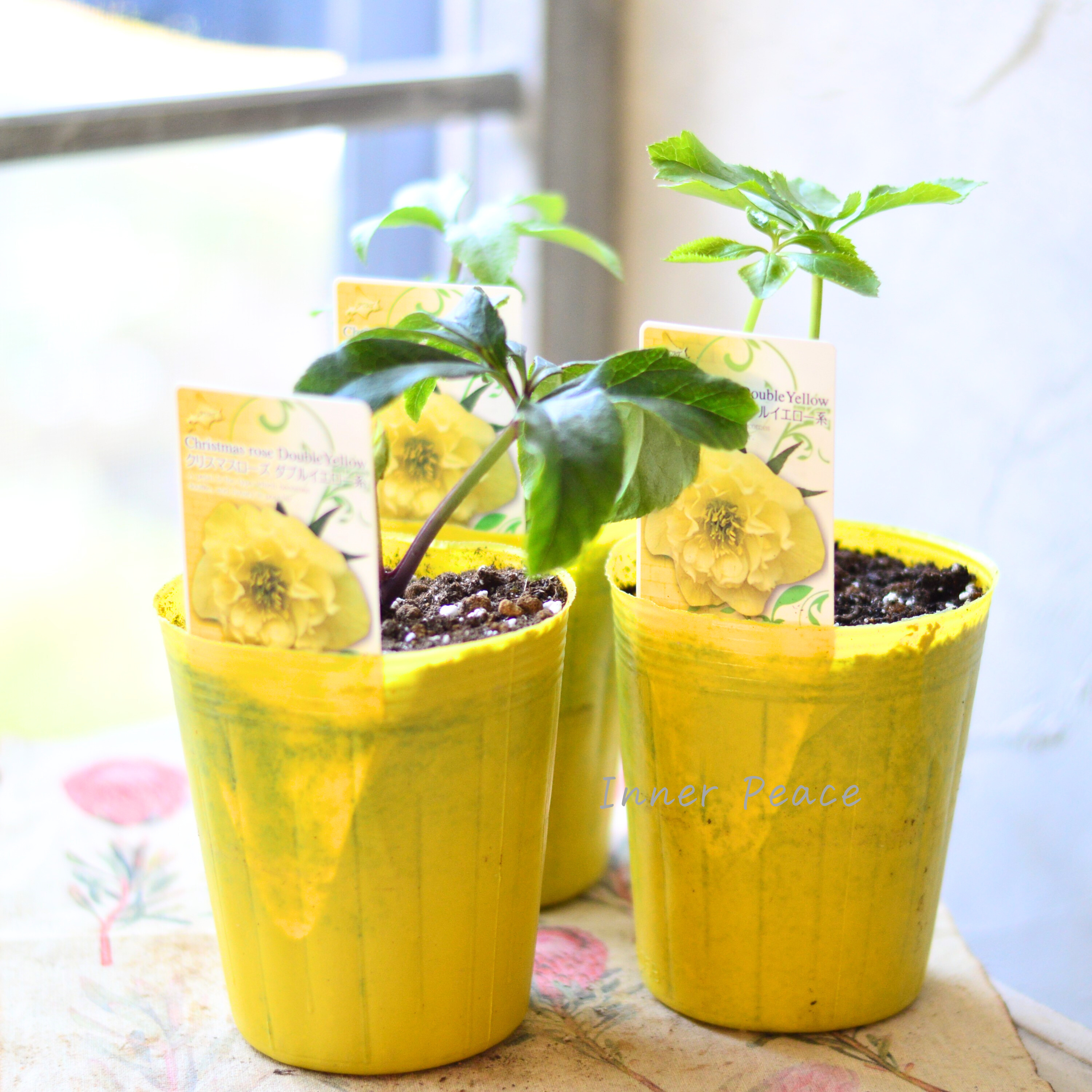 【八重咲き】 クリスマスローズ 『ダブルイエロー系』 3.5寸ロングPOT