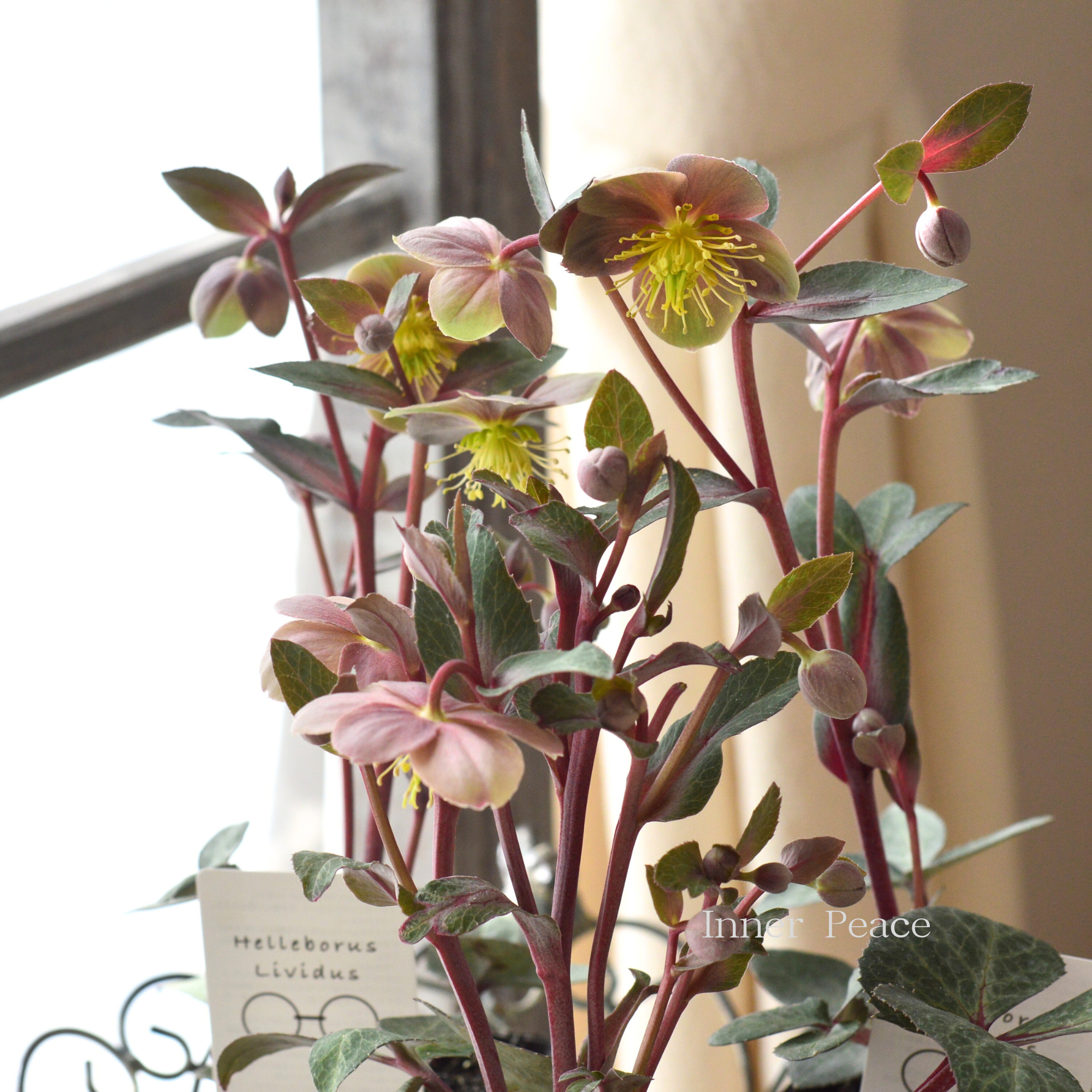 【杉光園芸さん】 クリスマスローズ 『リビダス』 3寸POT