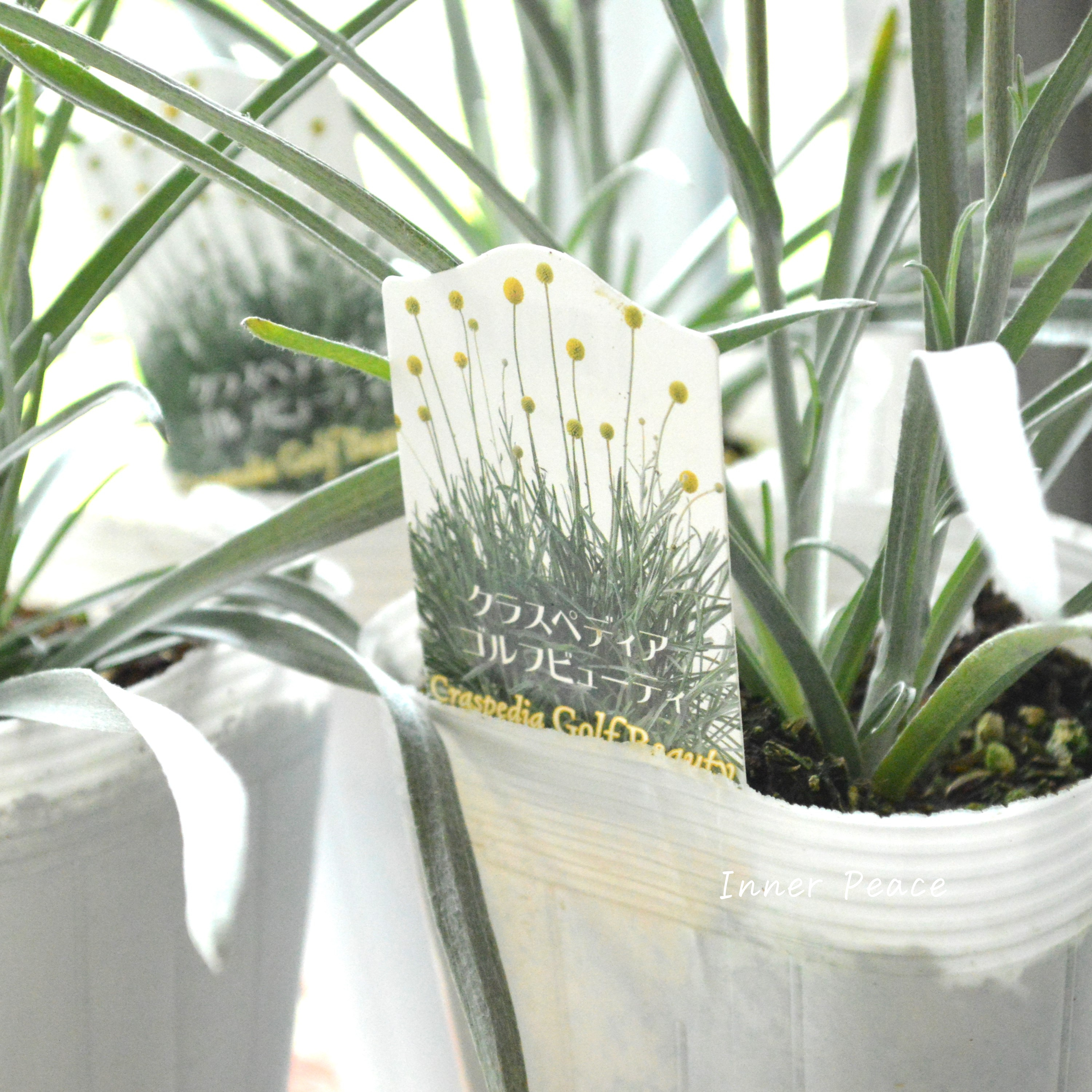 【個性的】 クラスペディア 『ゴルフビューティー』 3.5寸POT