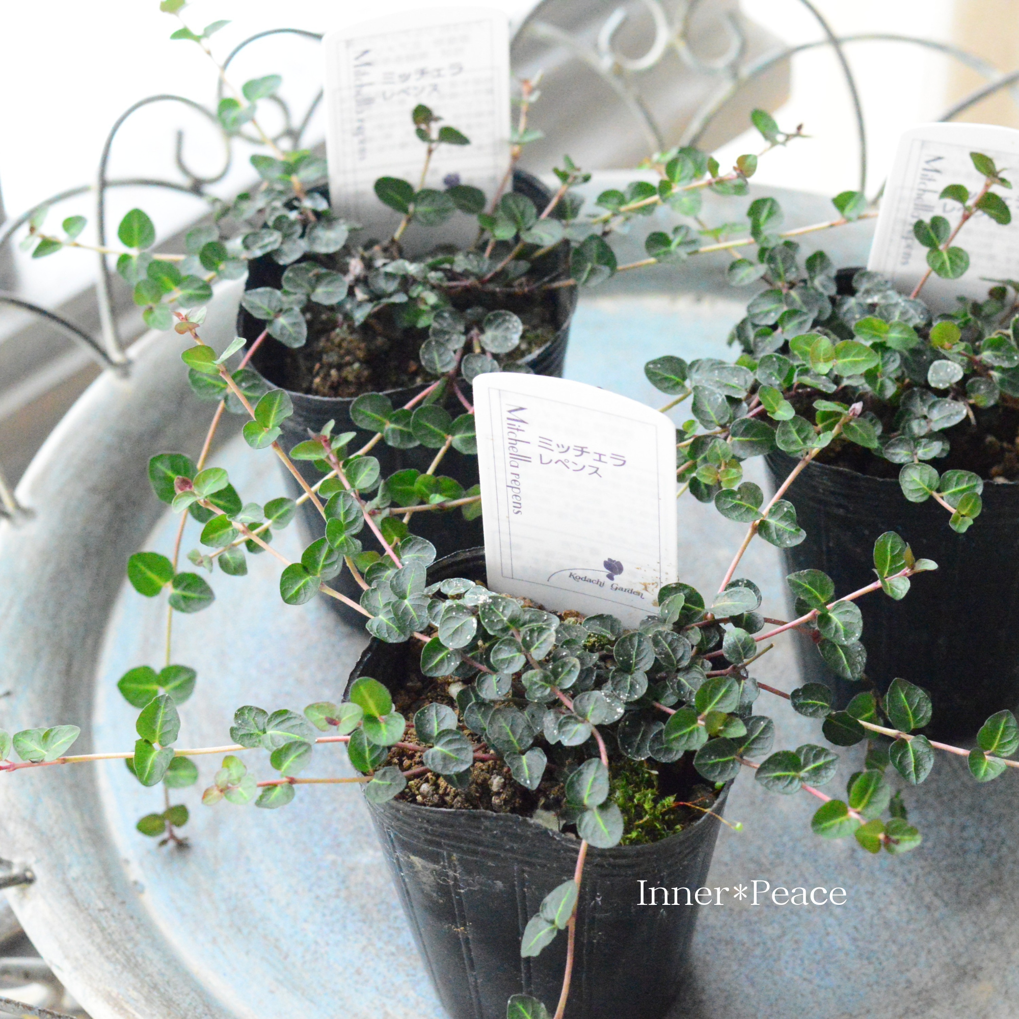 【寄せ植えに】 ミッチェラ 『レペンス』 2.5寸ロングPOT