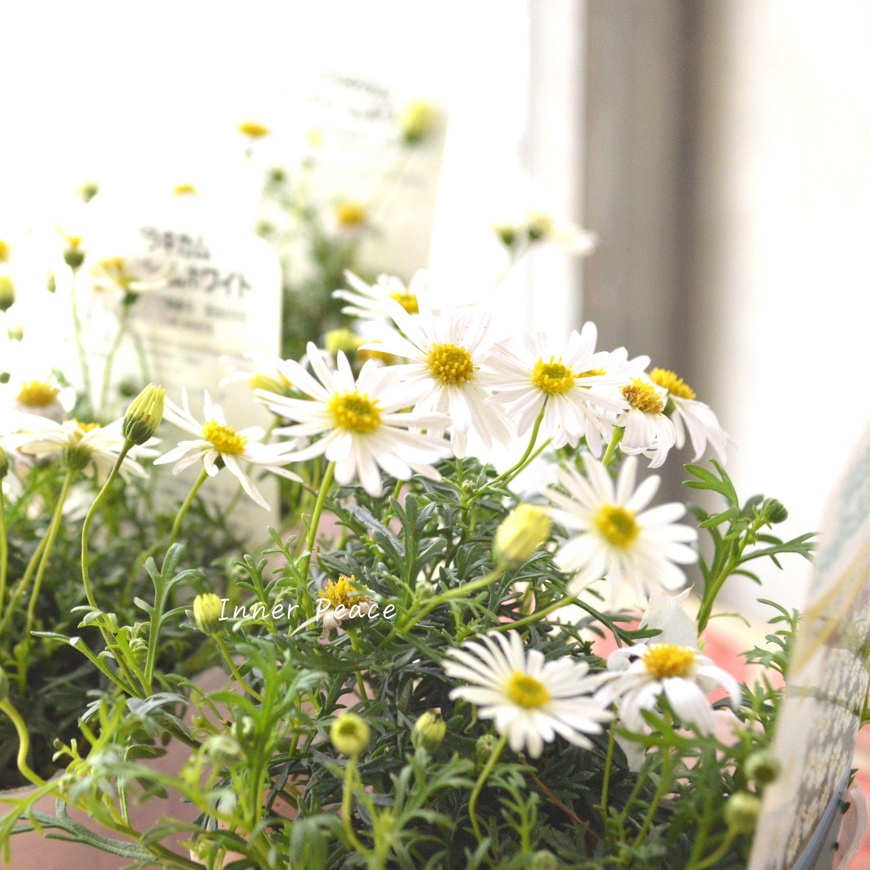 【かわいい】 ブラキカム 『スープリームホワイト』 3寸POT