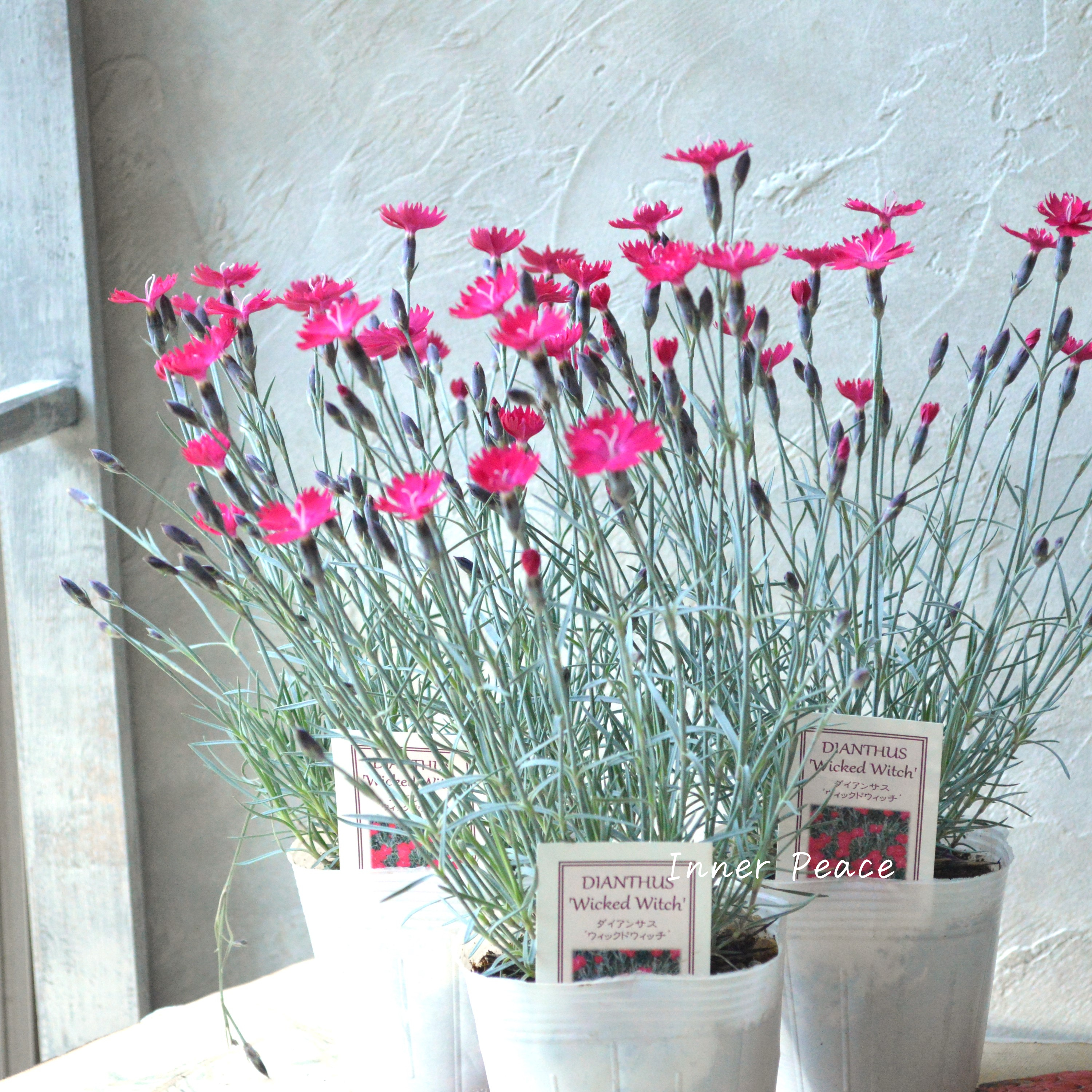 【希少】 ダイアンサス 『ウィックドウィッチ』 3寸POT