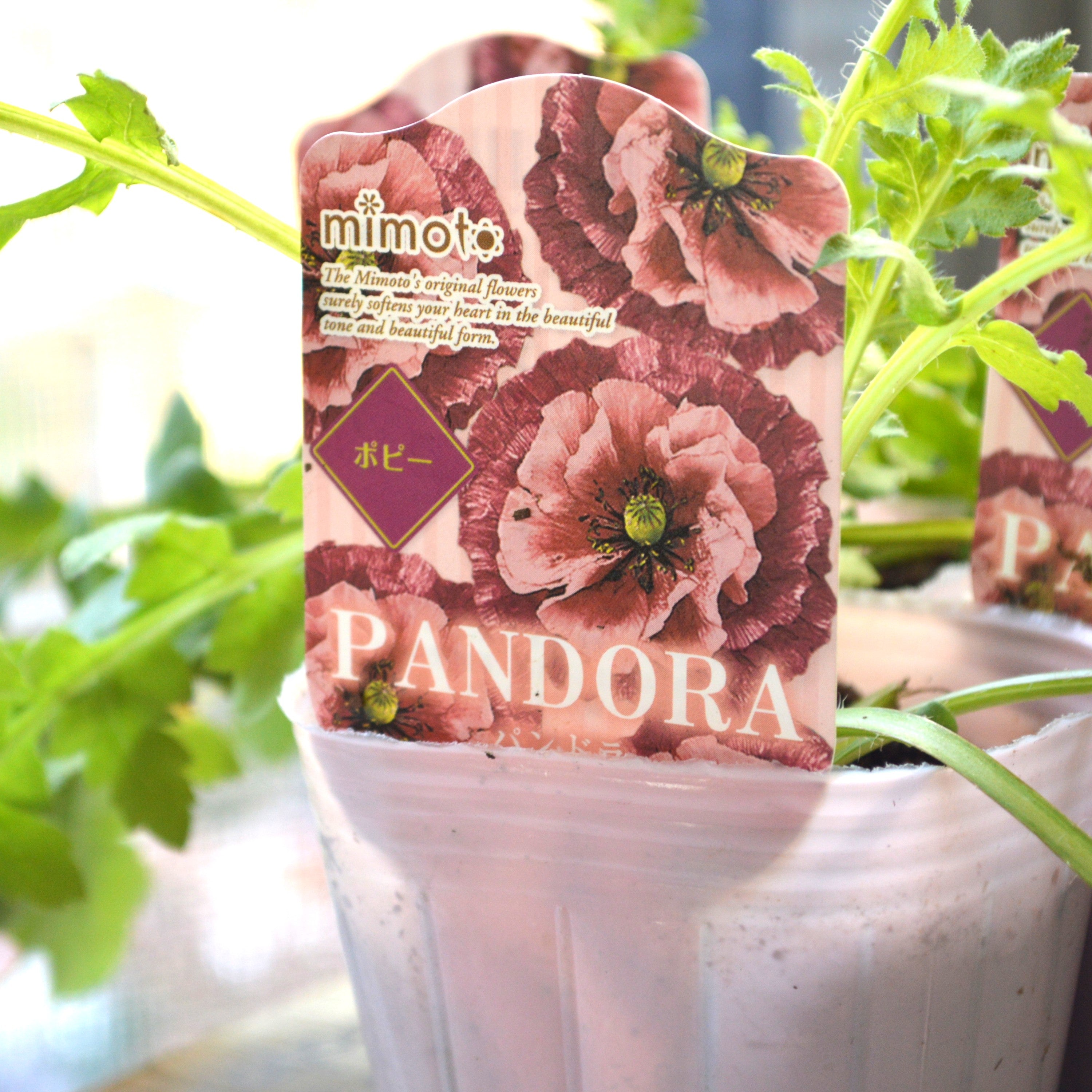 【希少】 ポピー 『パンドラ』 植え込み用 3寸POT