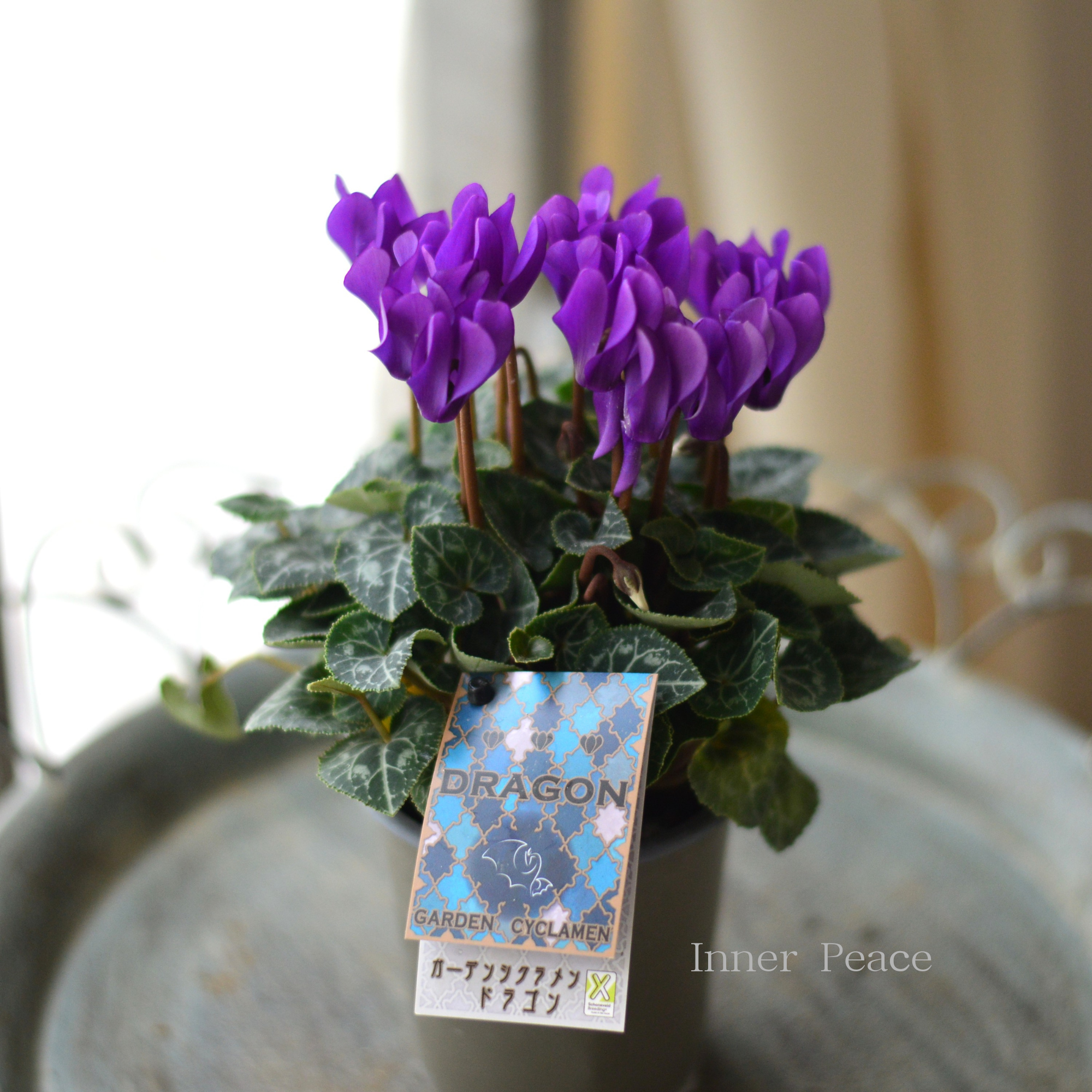 【New】 ガーデンシクラメン 『ドラゴン・ディープブルー』 3寸硬質POT