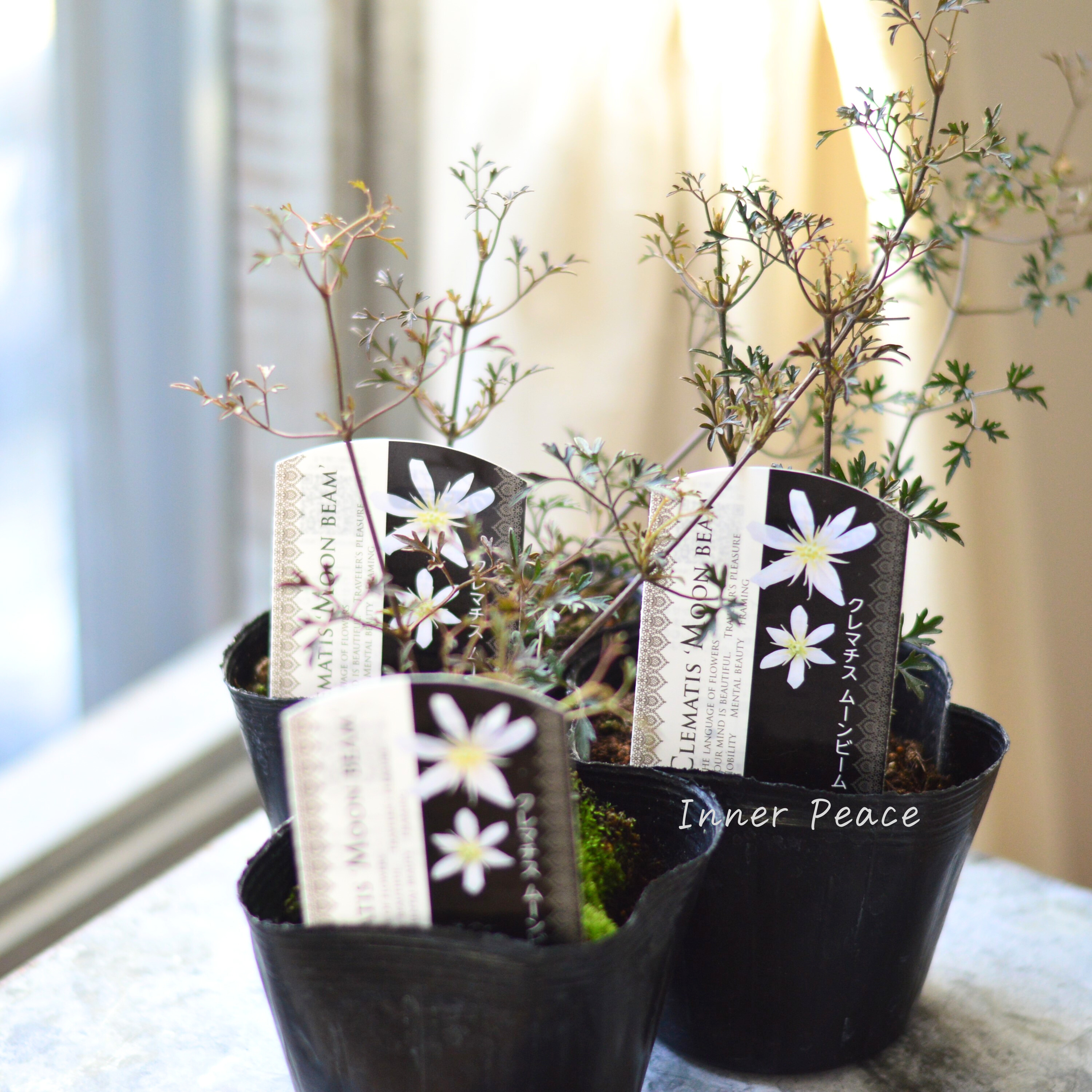 【常緑】 クレマチス 『ムーンビーム』 3寸POT