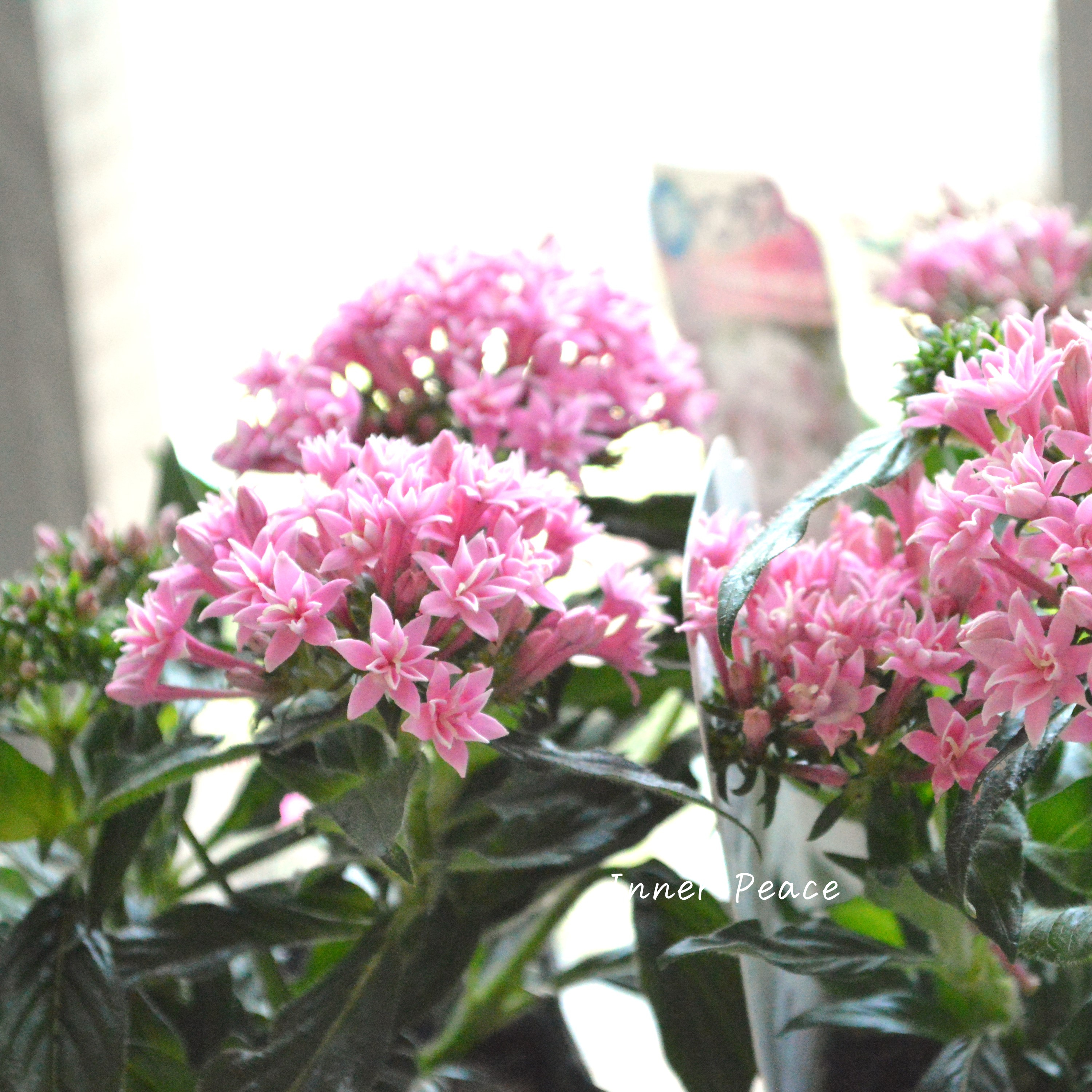 【暑さに強い】 八重咲きペンタス 『ライカ・スモールピンク』 3.5寸POT