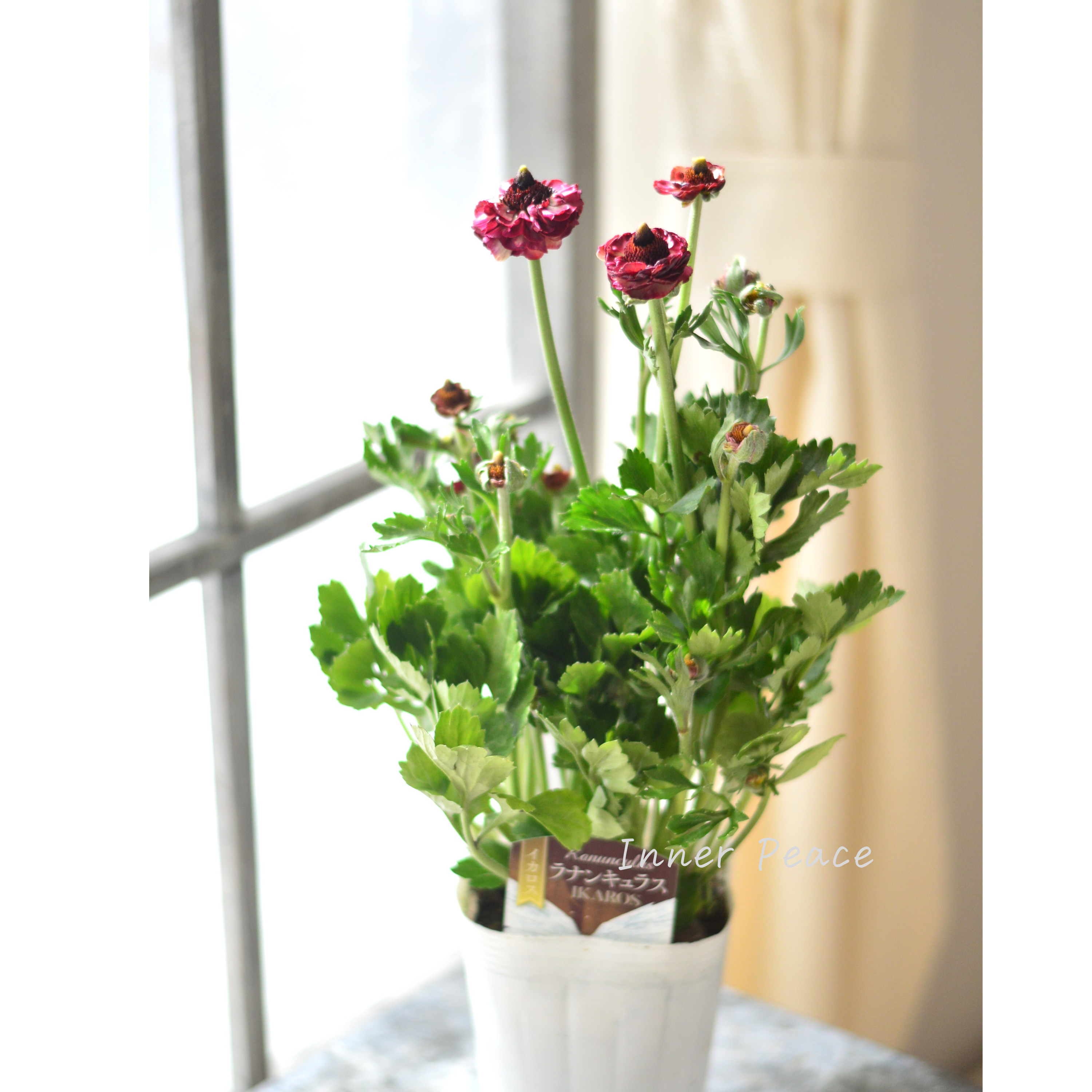 【綾園芸さん育種】 ラナンキュラス 『イカロス・ローズピンク系』 4寸ロングPOT