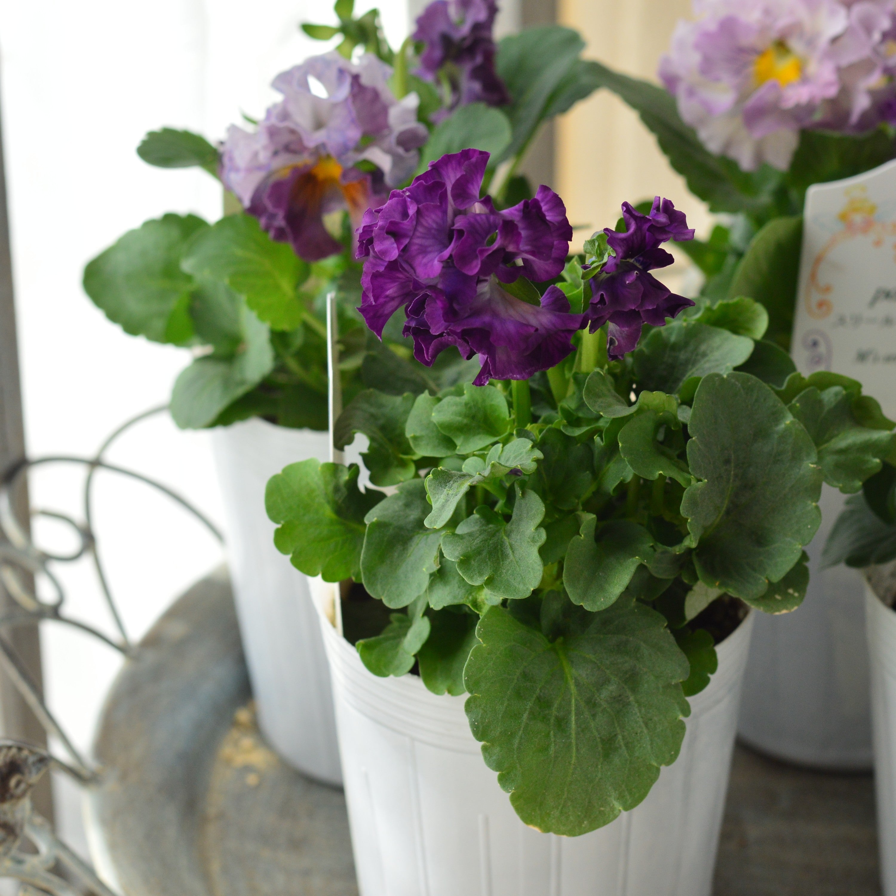 【松原園芸さん】 パンジー 『スリールドランジュ・パープル系』 3寸POT