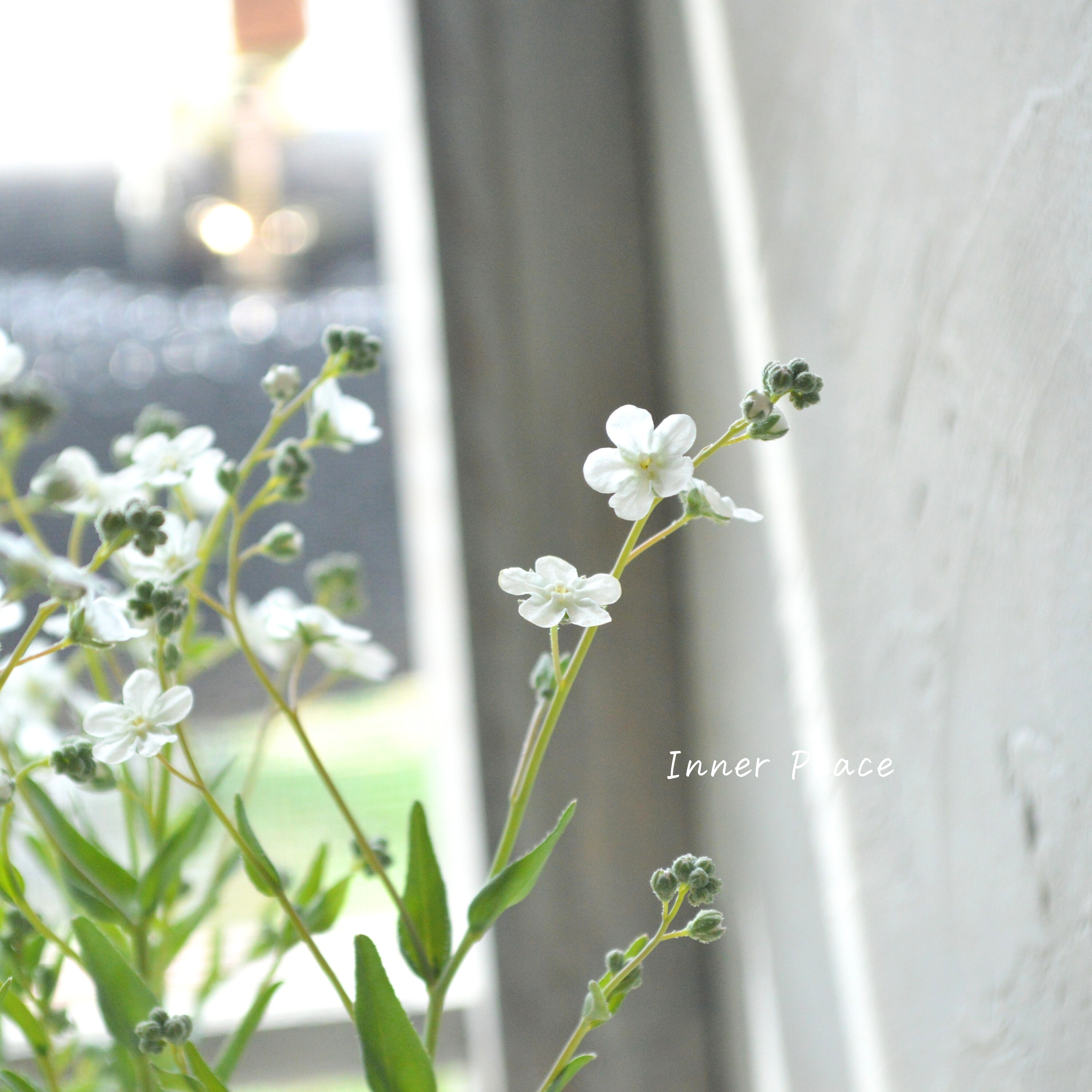 【かわいい】 オンファロデス 『リニフォリア』植え込み用 3寸ロングPOT