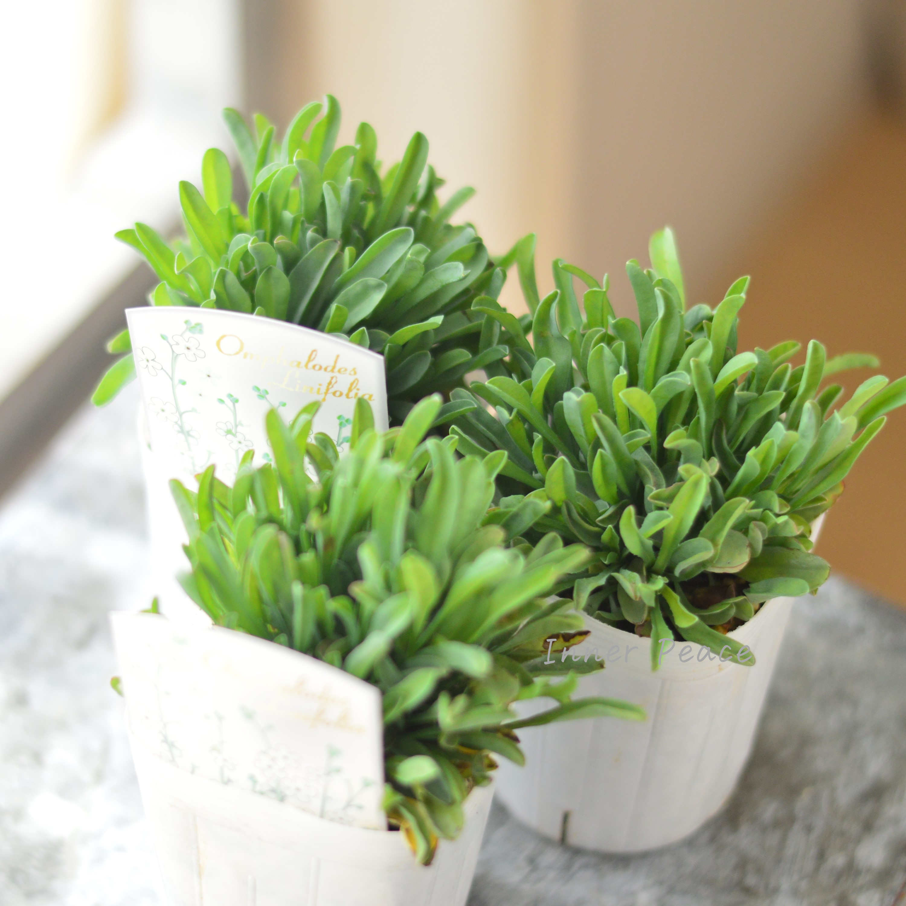 【かわいい】 オンファロデス 『リニフォリア』植え込み用 3寸ロングPOT