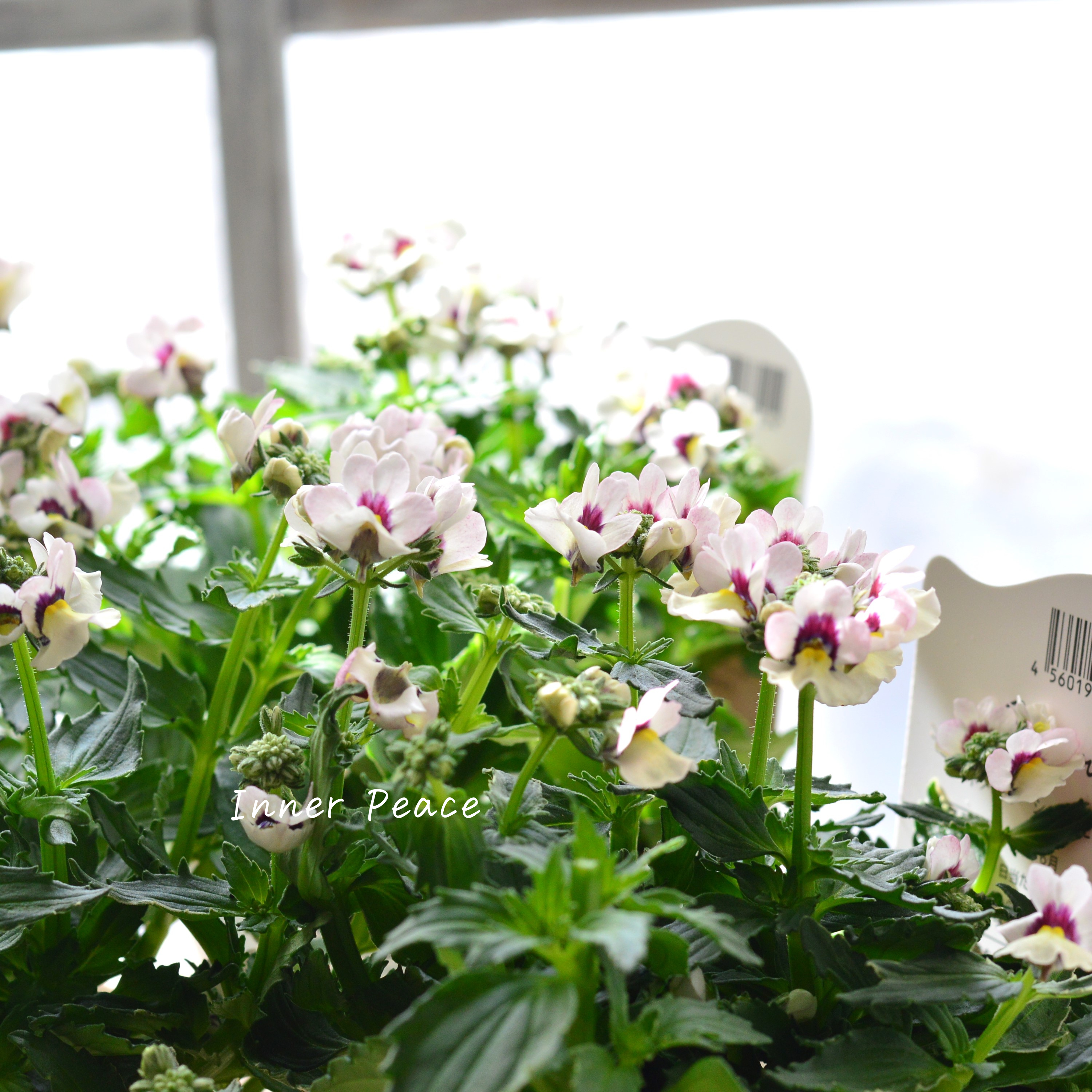 【花芳さん】 ネメシア 『マリー・シェルピーチ』 3.5寸POT