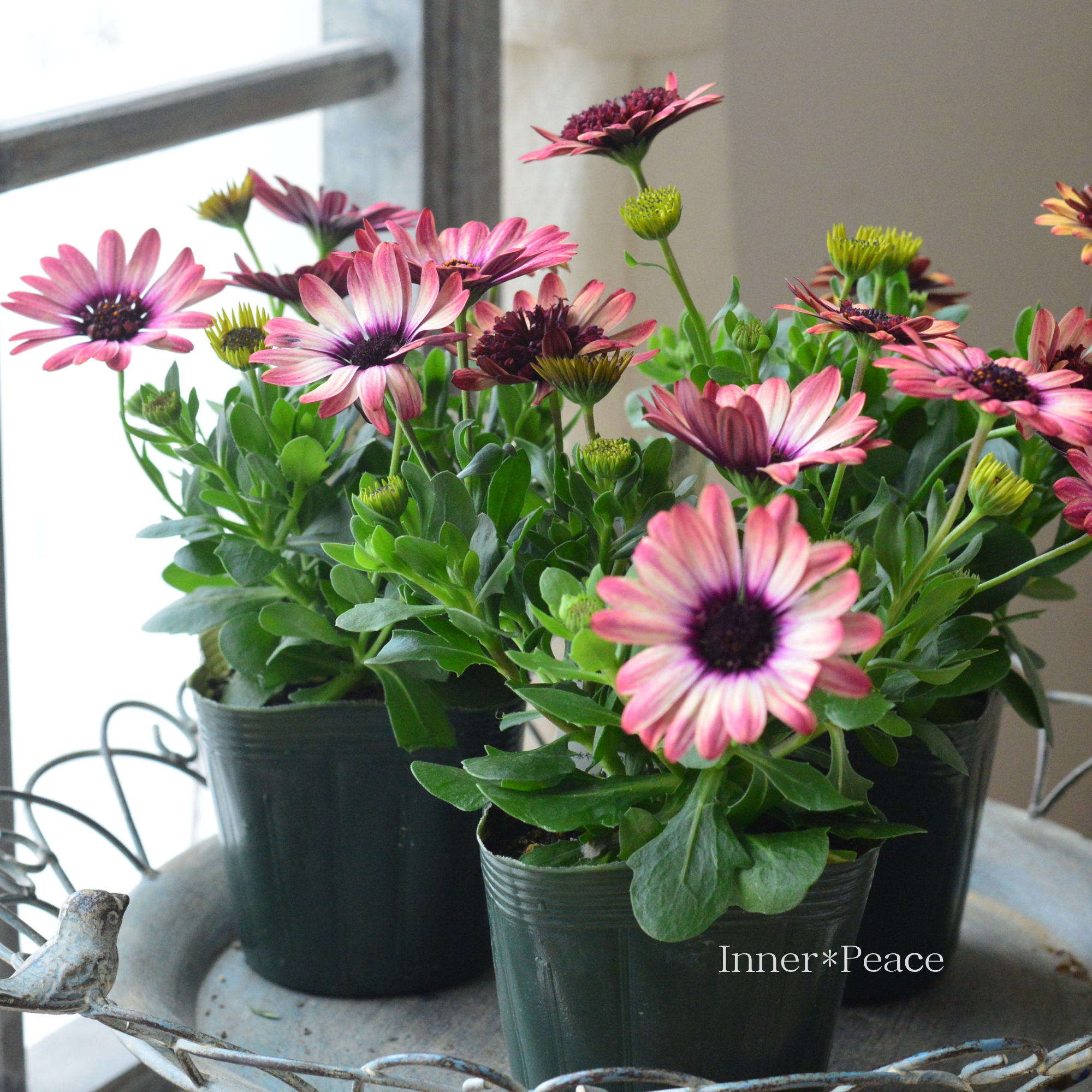 【ゲブラさん】 オステオスペルマム 『茜ロマン』 3.5寸POT