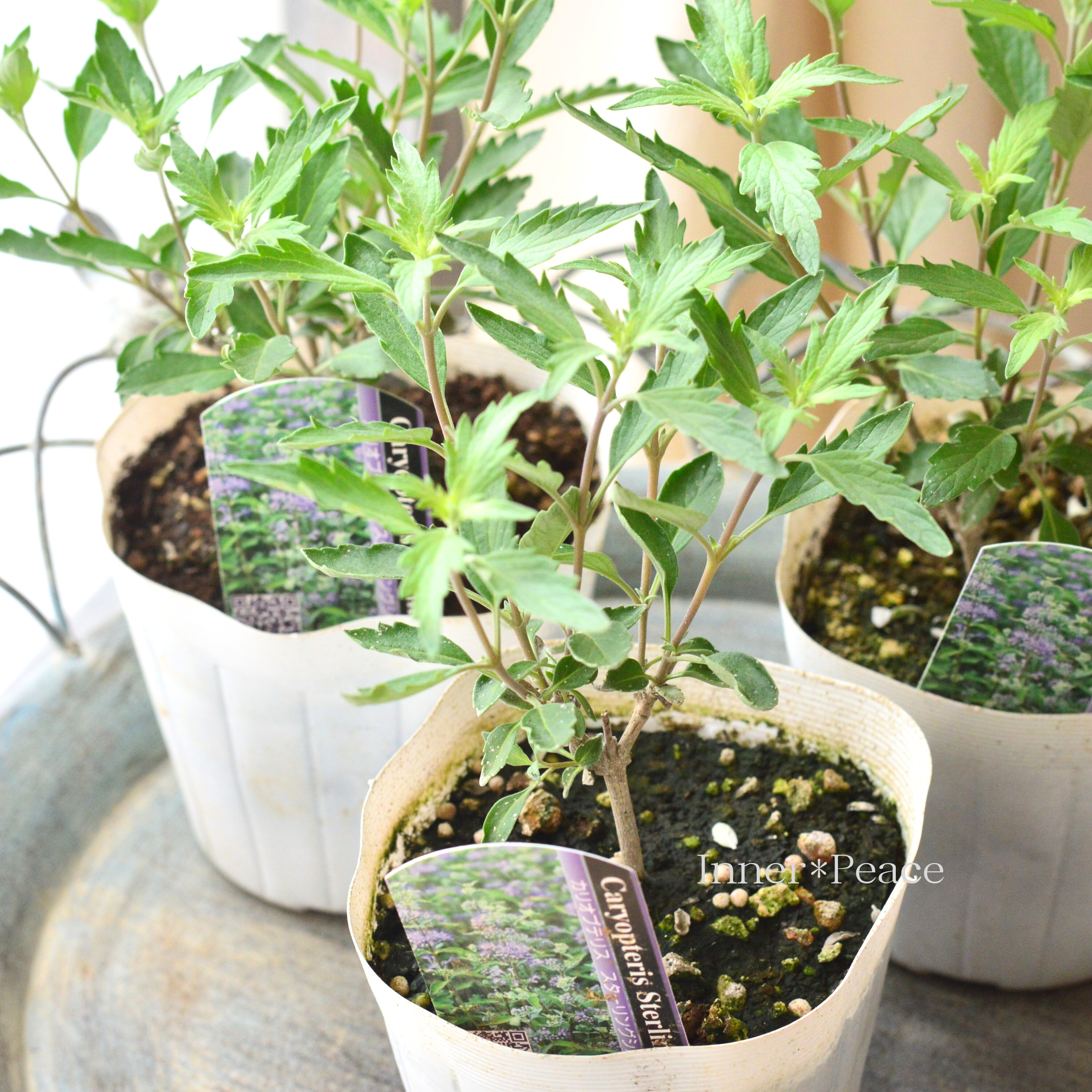 【宿根】 カリオプテリス 『スターリングシルバー』 3寸POT