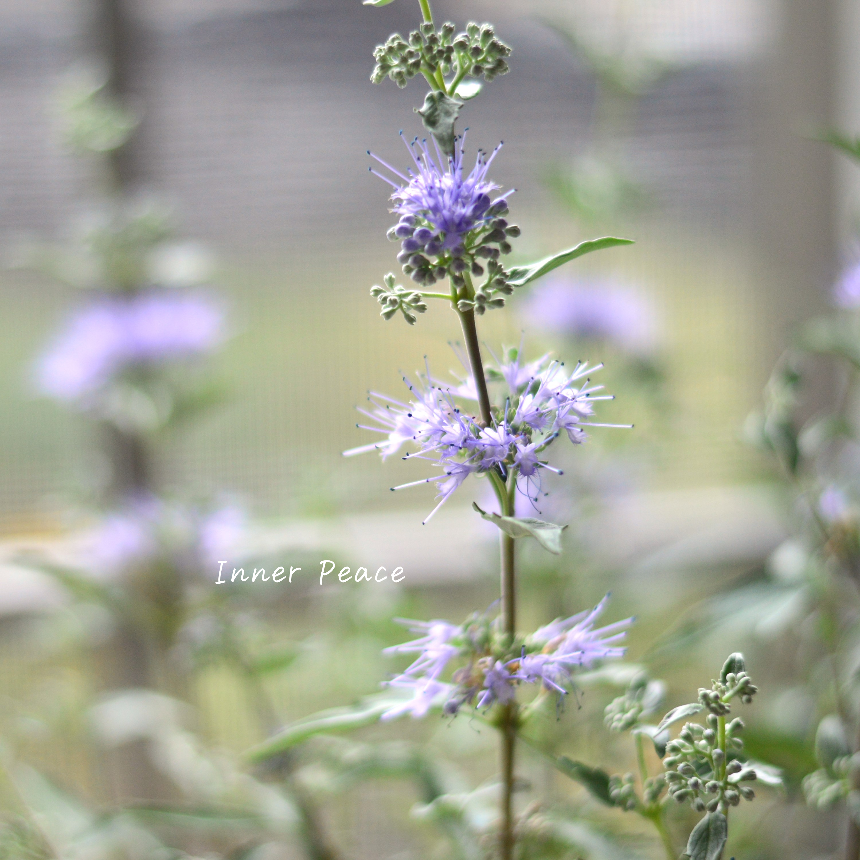 【宿根】 カリオプテリス 『スターリングシルバー』 3寸POT