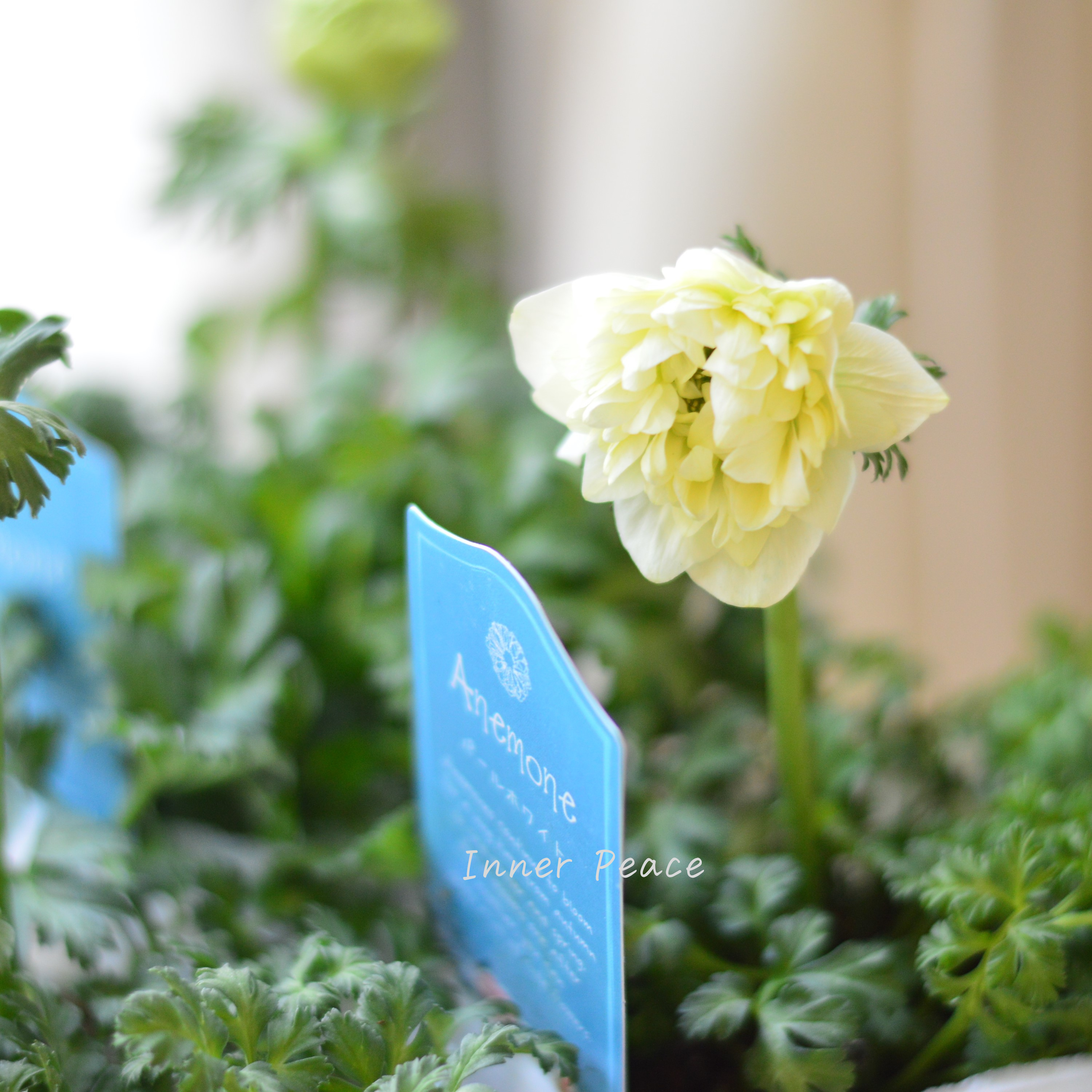 【八重咲き】 アネモネ 『パールホワイト』 3~3.5寸POT