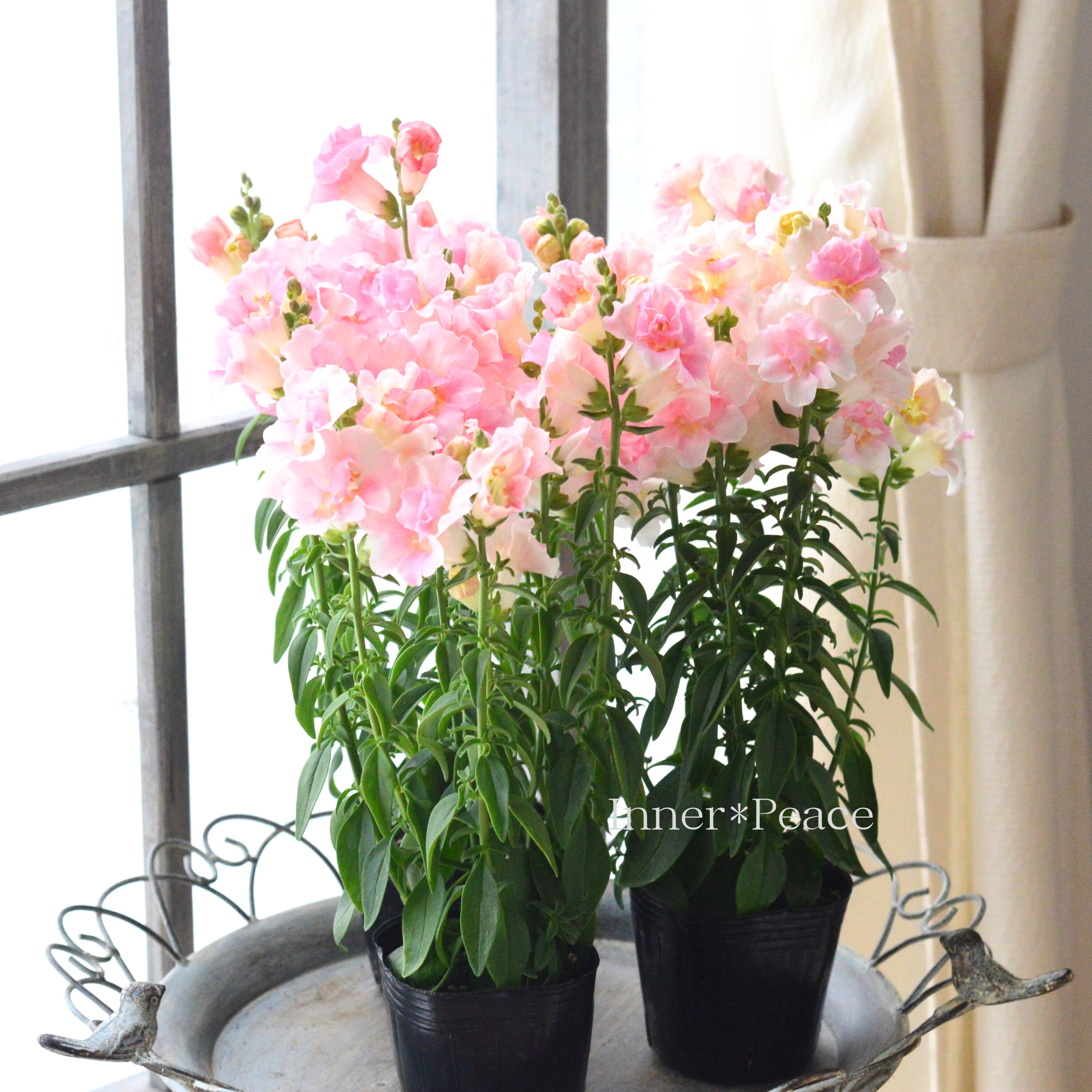 【かわいい】 キンギョソウ・トゥイニー 『アップルブロッサム』 3寸POT