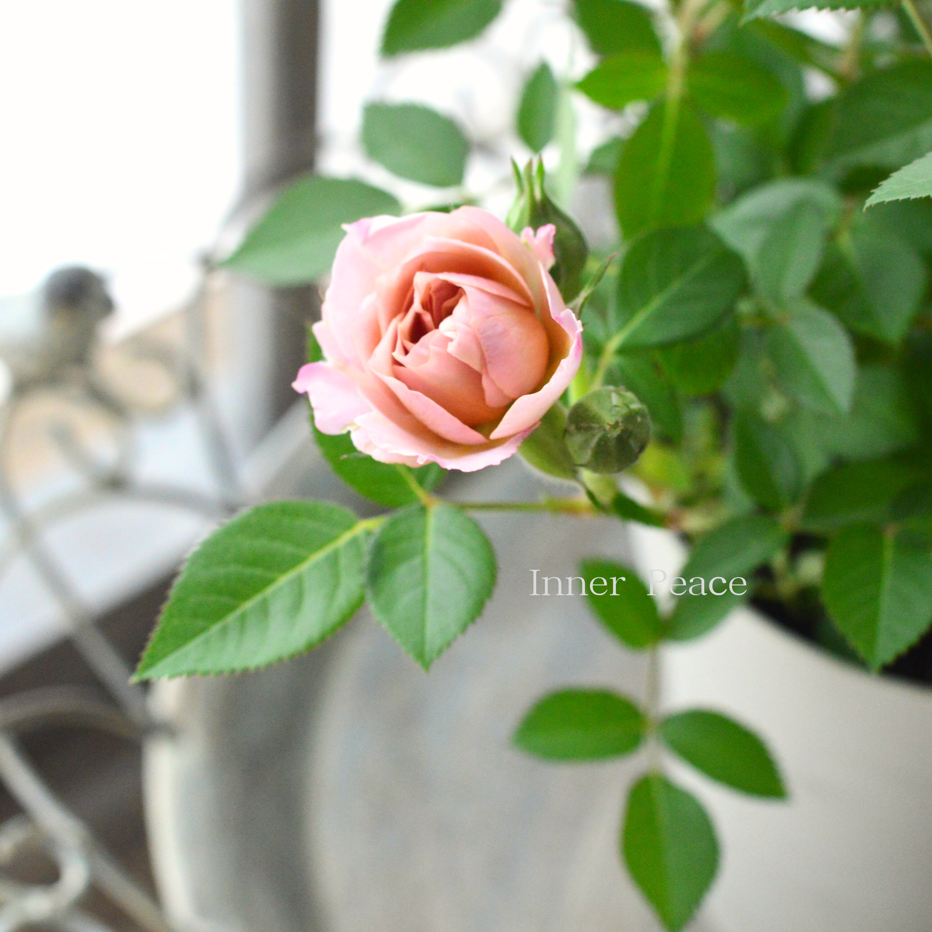 【美しい】ミニ薔薇 『カーナハニーゴールド』 4寸プラ鉢