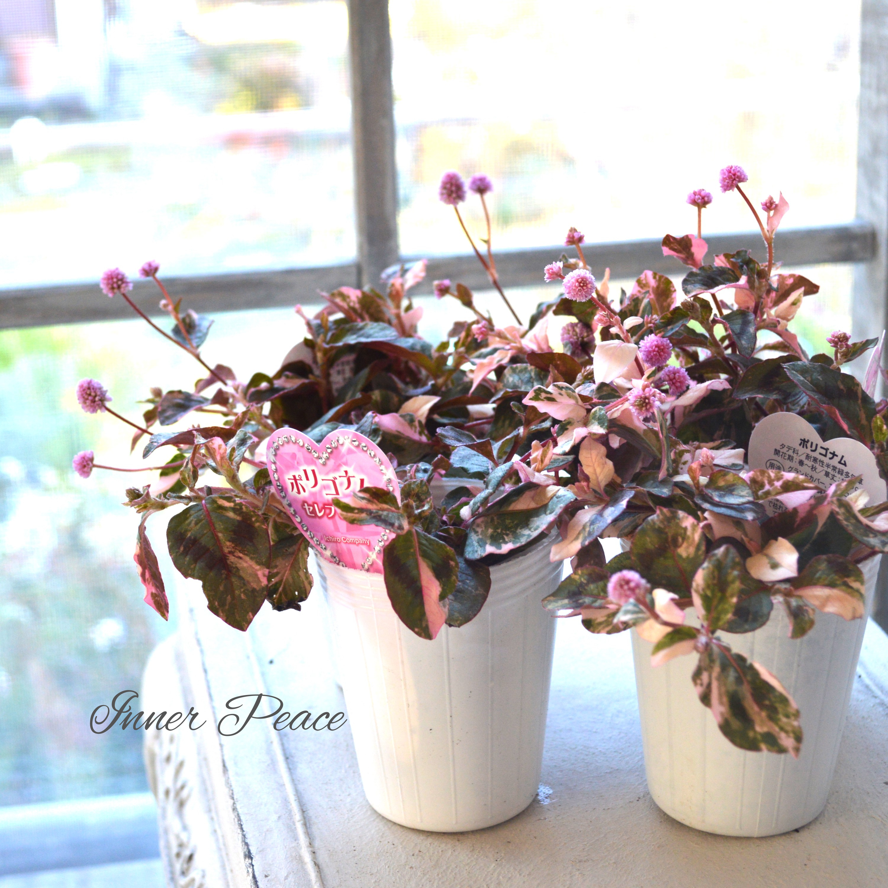 【斑入り】 ポリゴナム 『セレブピンク』 2.5寸POT